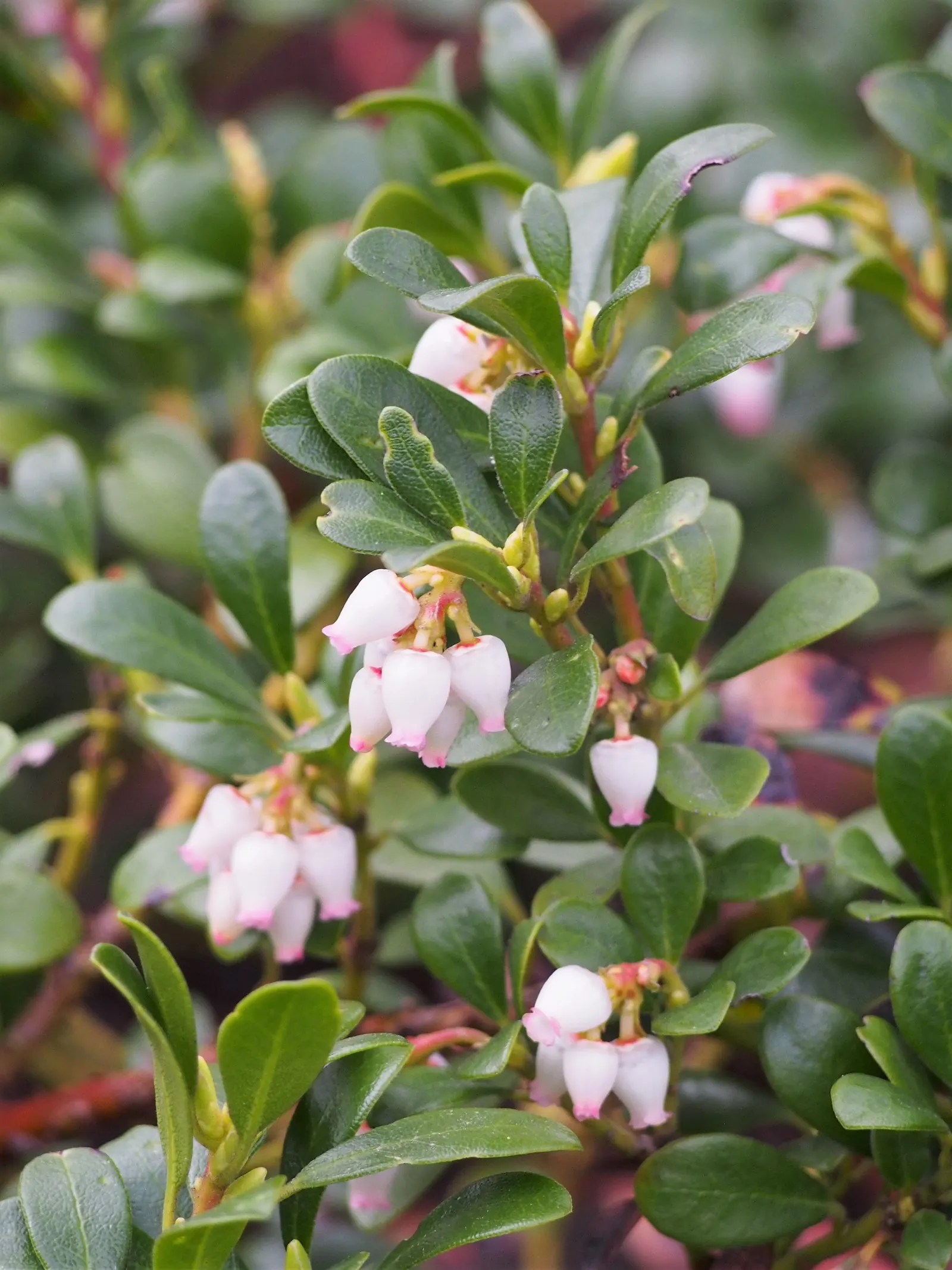 Pinemat Manzanita (Arctostaphylos Nevadensis) — In late winter to early spring