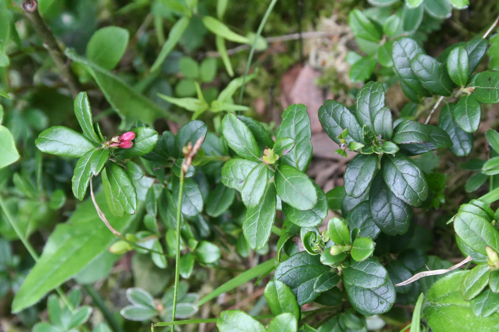 Pinemat Manzanita (Arctostaphylos Nevadensis) — it retains its foliage throughout the year; urn-shaped white to pale pink flowers, image 99