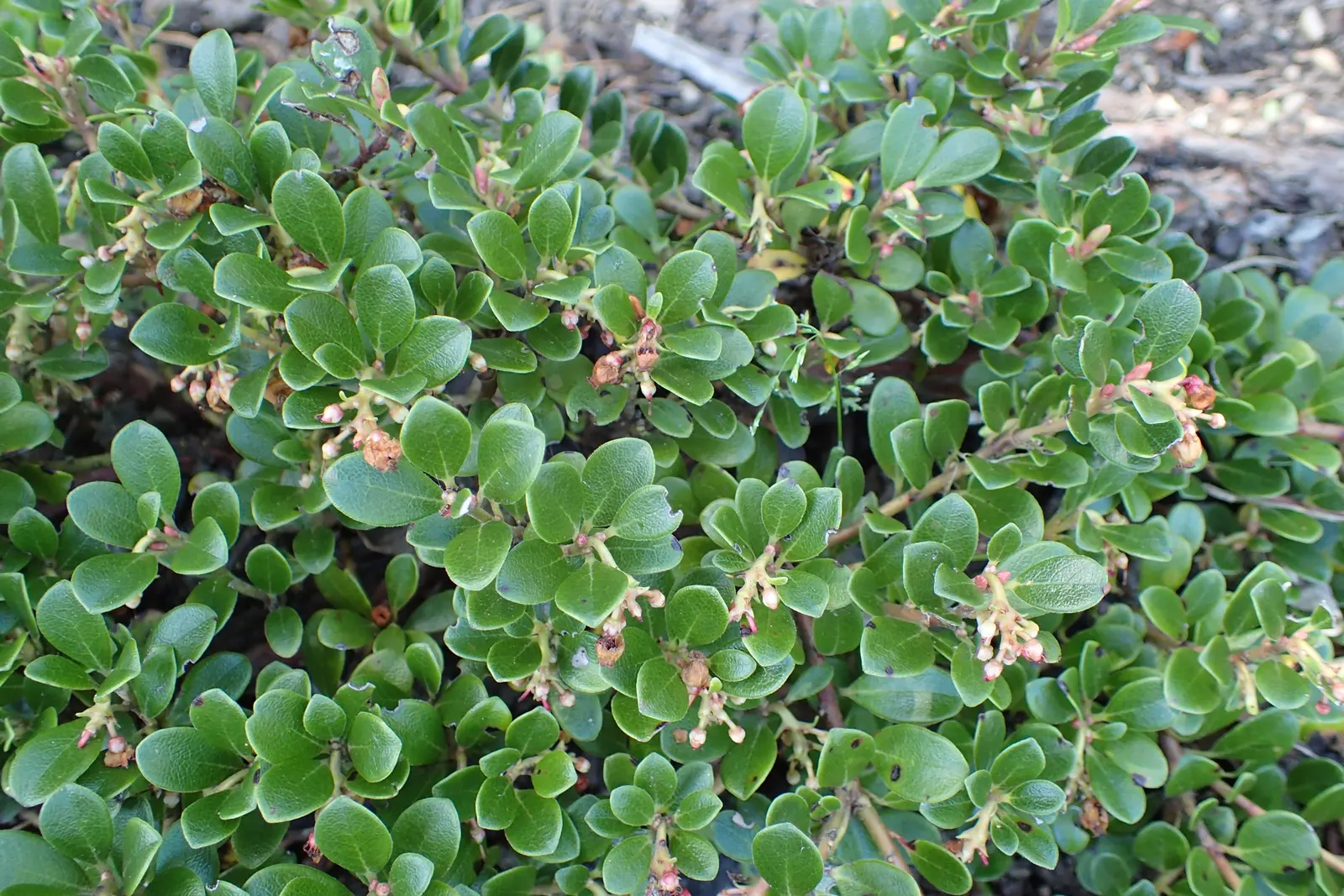Pinemat Manzanita (Arctostaphylos Nevadensis) — scientifically known as Arctostaphylos nevadensis