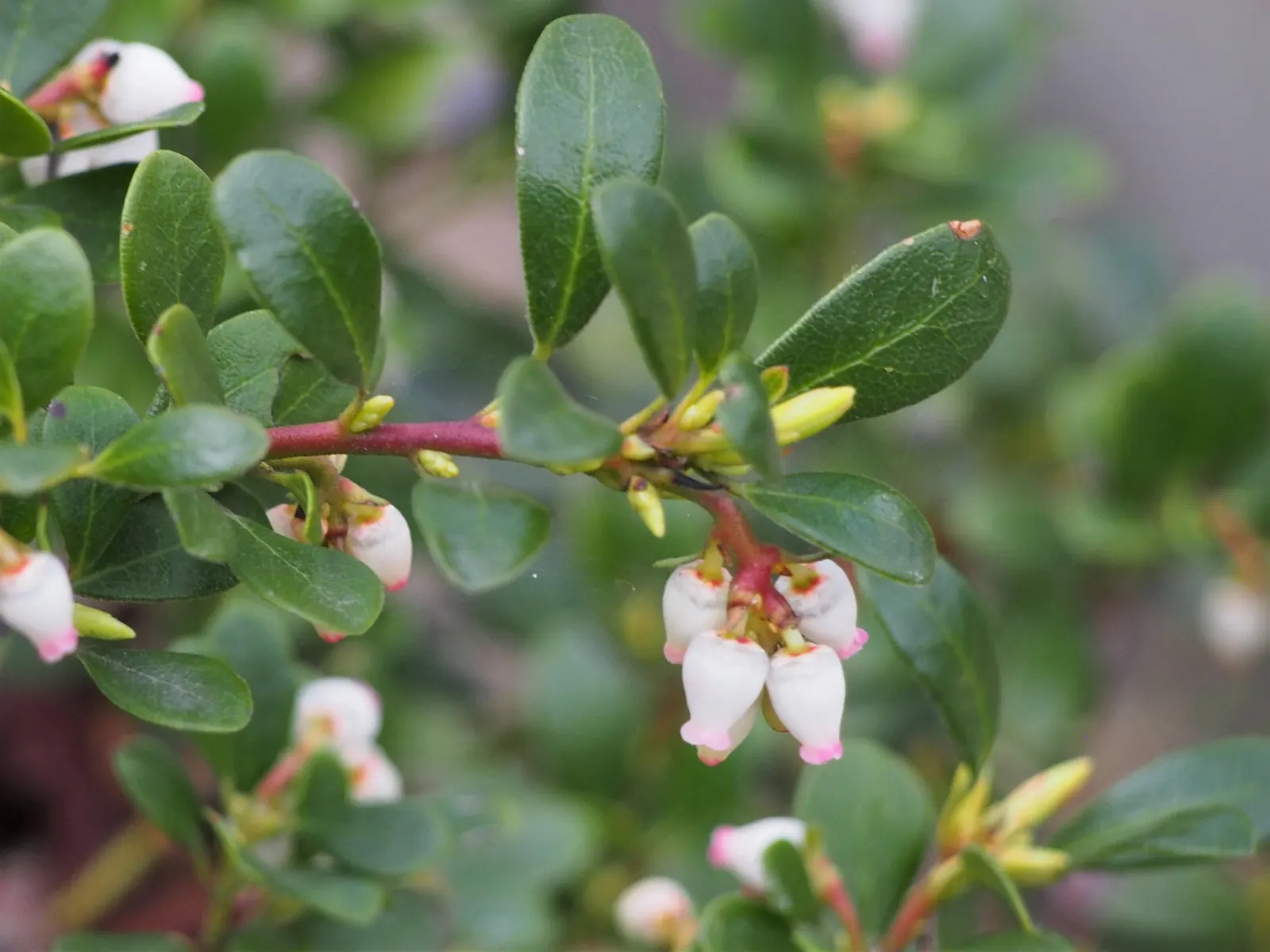 Pinemat Manzanita (Arctostaphylos Nevadensis) — scientifically known as Arctostaphylos nevadensis; it is well-suited to rock gardens, slopes, or as, image 85