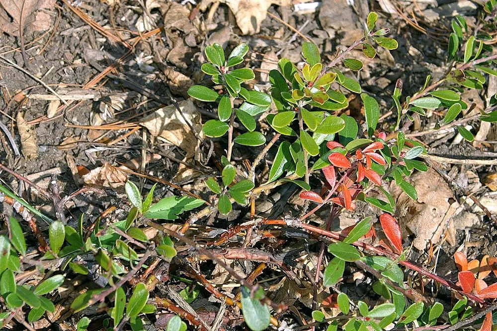 Pinemat Manzanita (Arctostaphylos Nevadensis) — In late winter to early spring; particularly in regions prone to drought, image 91