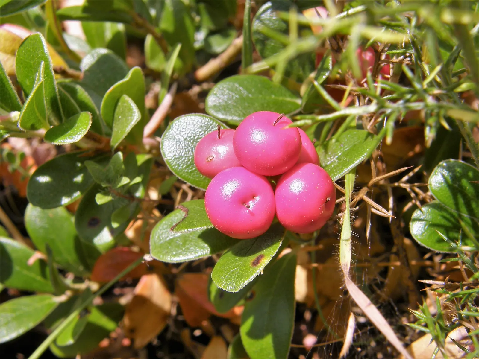 Pinemat Manzanita (Arctostaphylos Nevadensis) — pink and white flowers in the garden; it provides an elegant solution to landscaping design, image 102