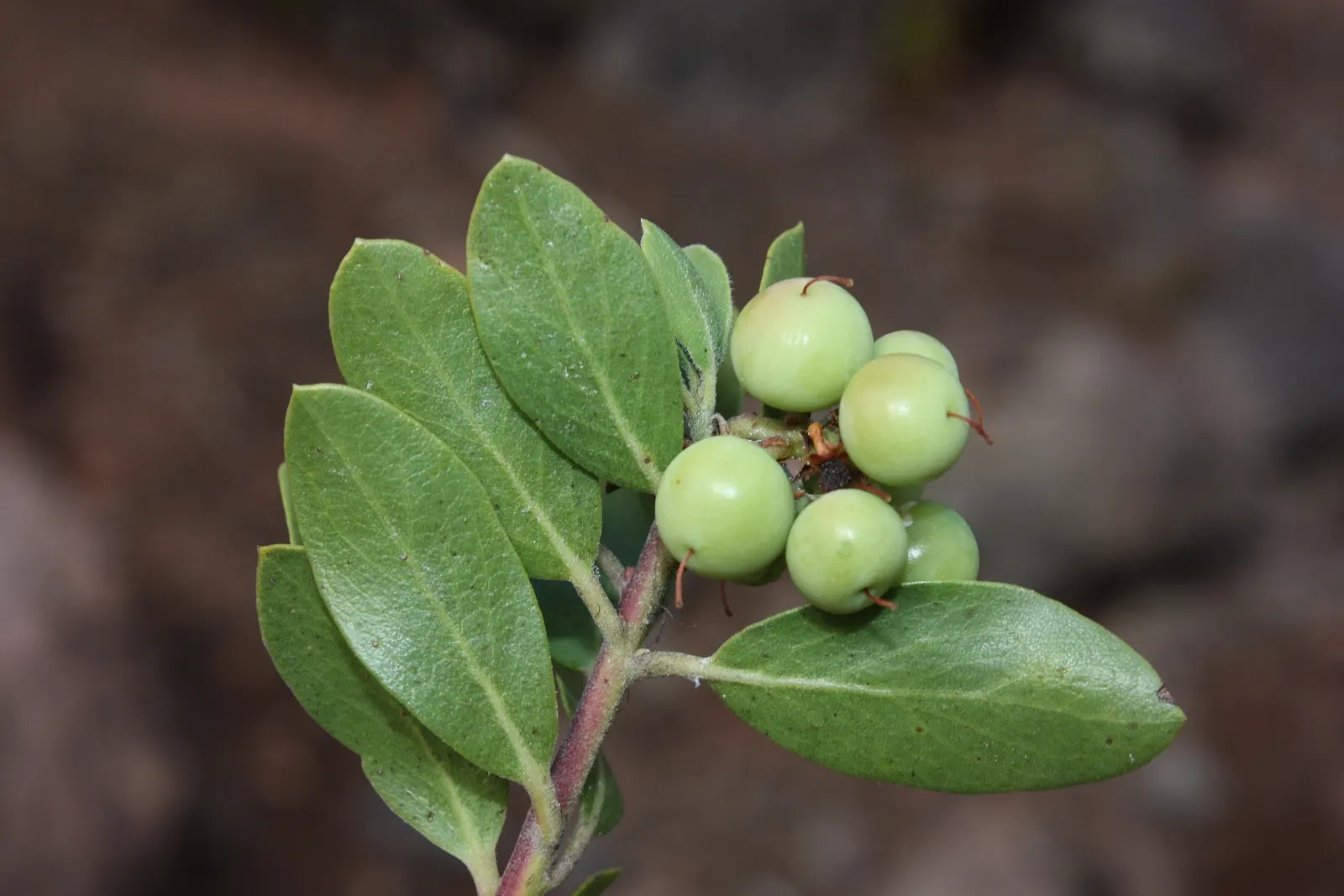 Pinemat Manzanita (Arctostaphylos Nevadensis) — scientifically known as Arctostaphylos nevadensis; it is well-suited to rock gardens, slopes, or as, image 59