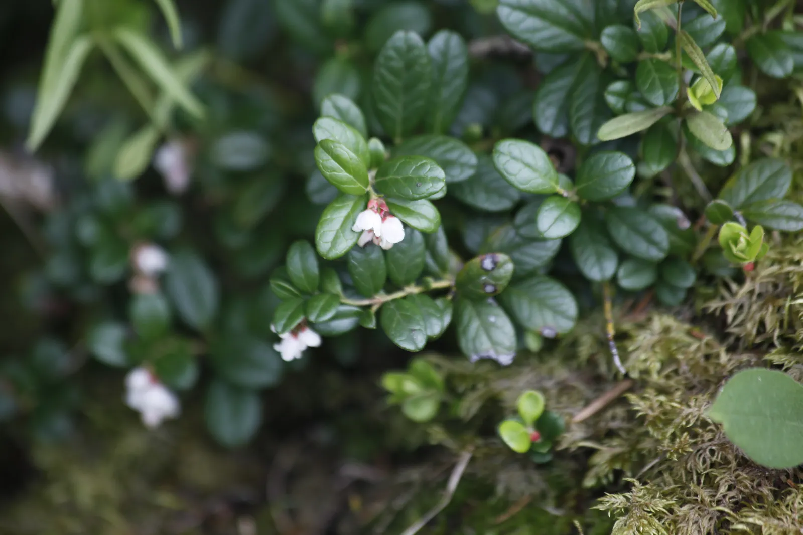 Pinemat Manzanita (Arctostaphylos Nevadensis) — Minimal maintenance is required