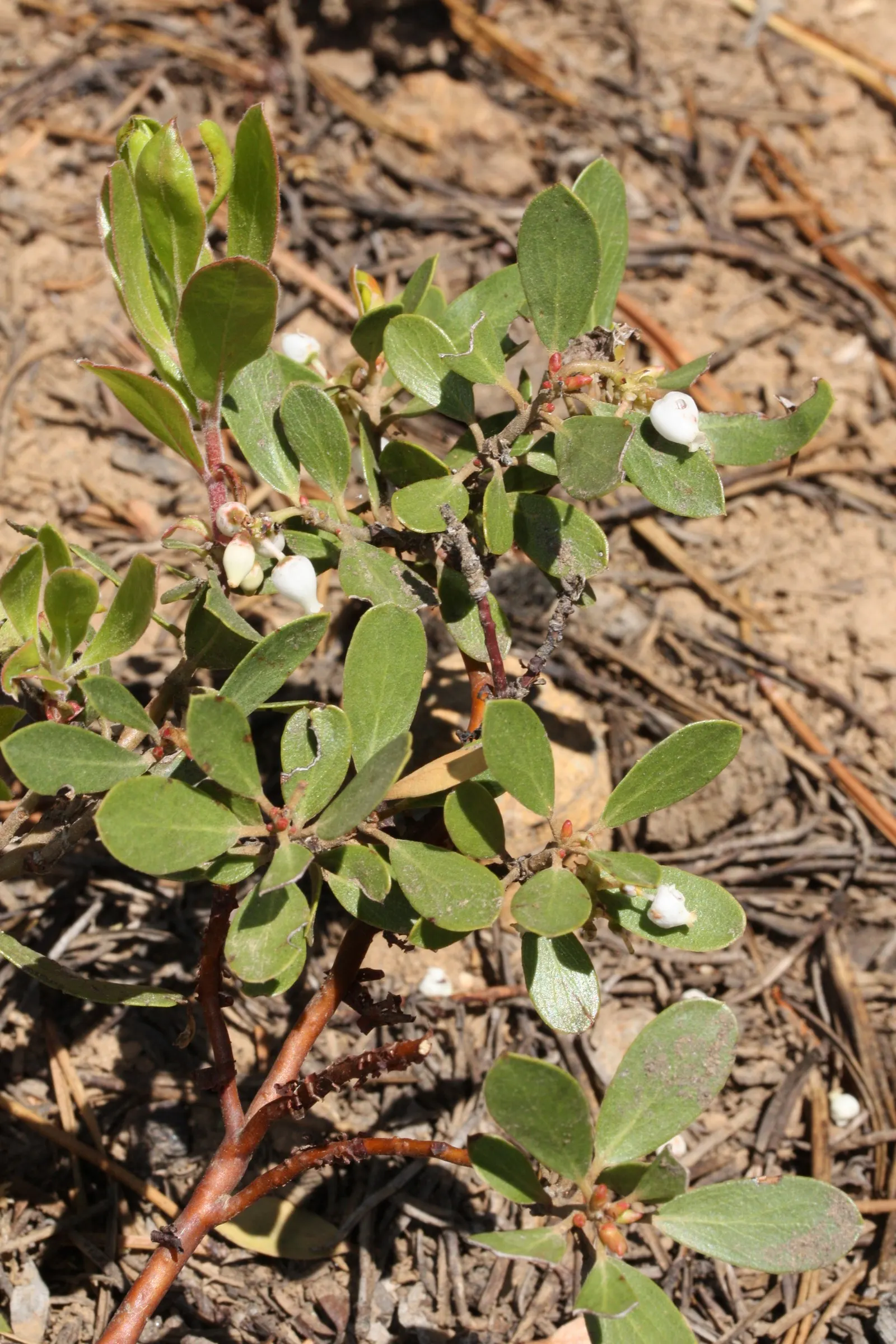 Pinemat Manzanita (Arctostaphylos Nevadensis) — it retains its foliage throughout the year