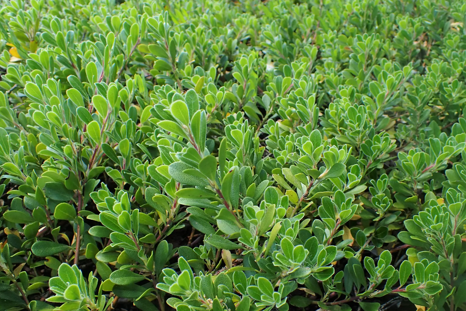 Pinemat Manzanita (Arctostaphylos Nevadensis) — Small, urn-shaped pink flowers bloom in spring, attracting pollinators, followed by red berries; arctostaphylos