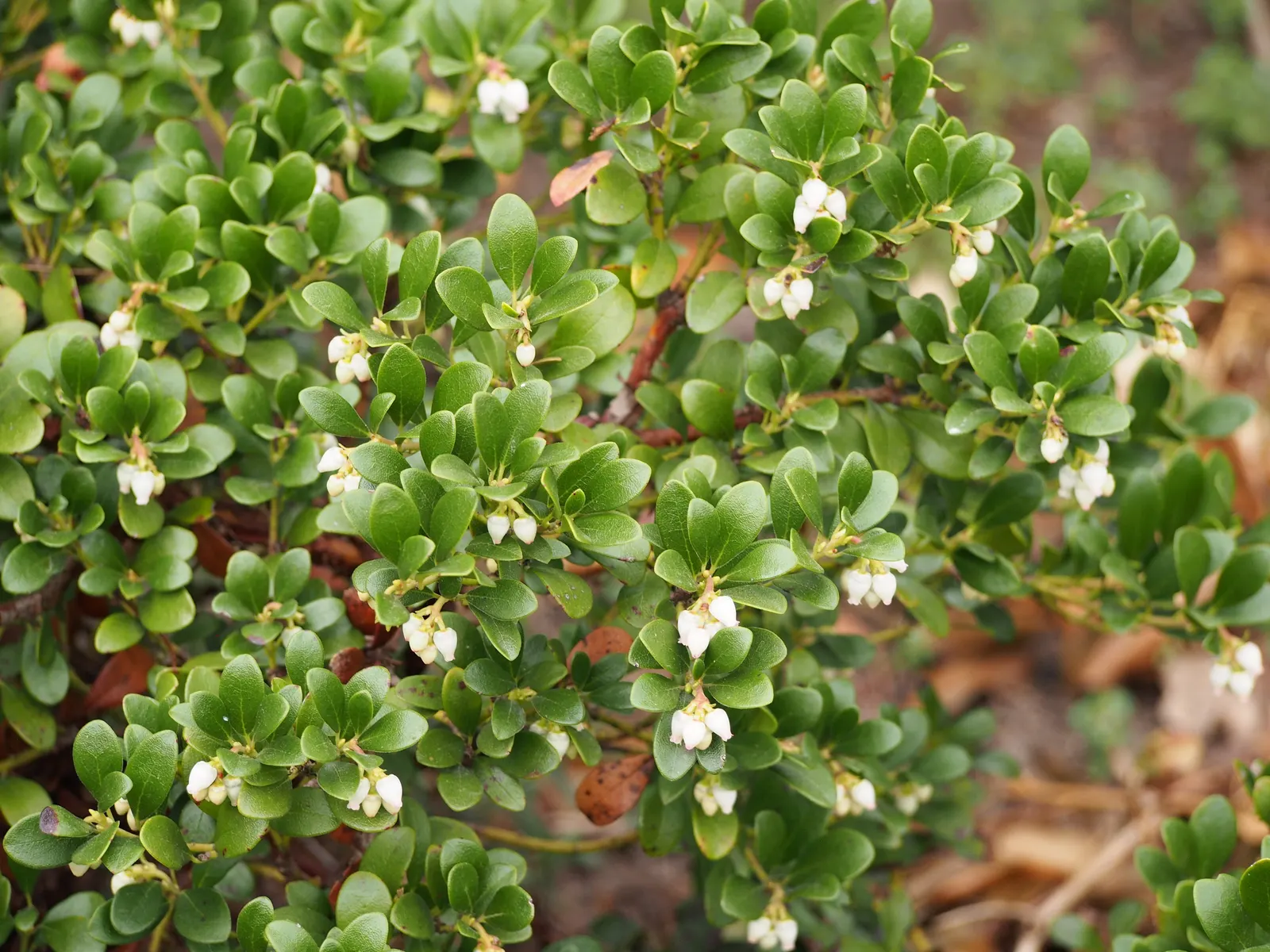 Pinemat Manzanita (Arctostaphylos Nevadensis) — Minimal maintenance is required; it retains its foliage throughout the year, image 100