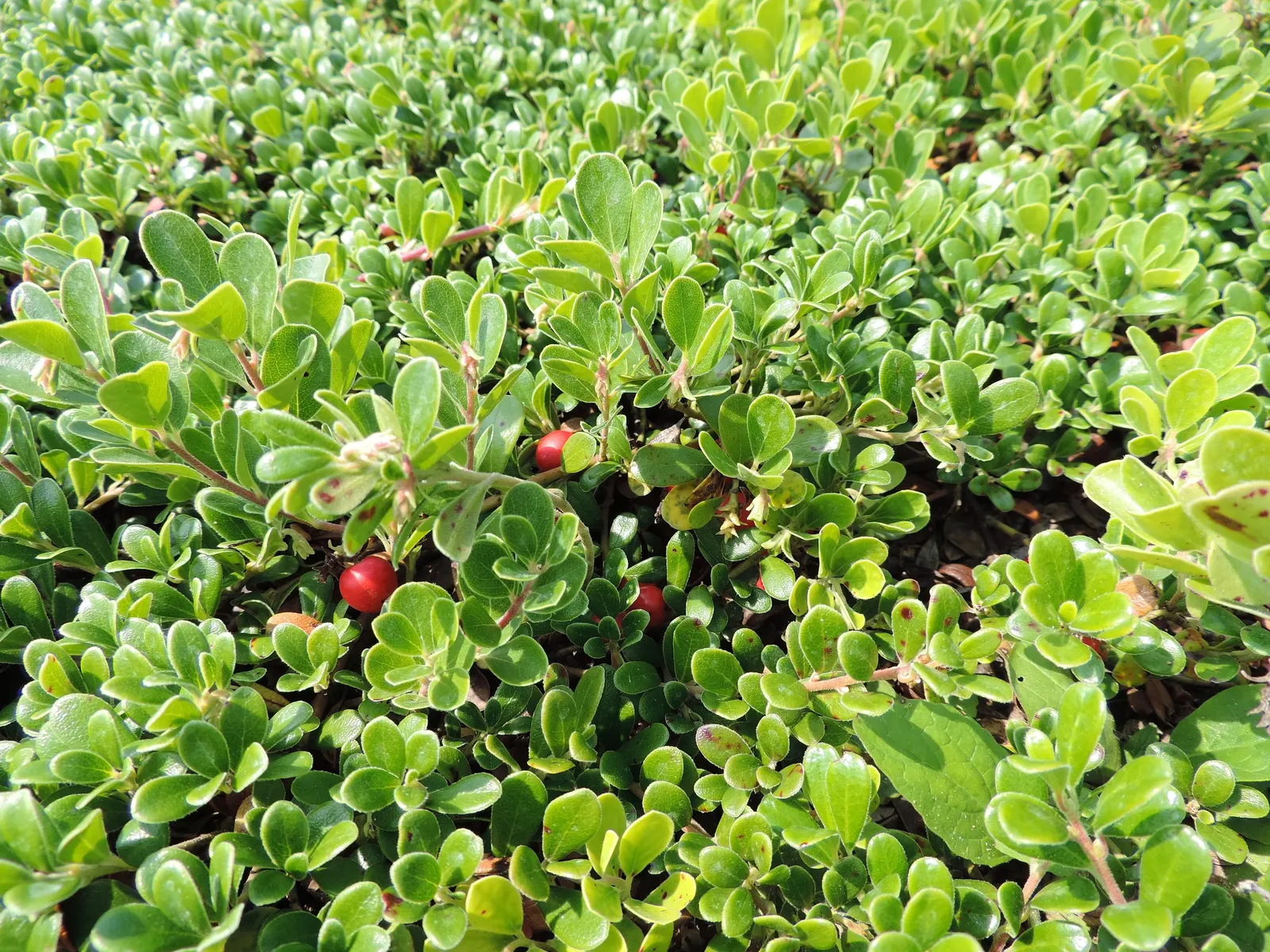 Pinemat Manzanita (Arctostaphylos Nevadensis) — It prefers full sun and well-draining soil; broadleaf evergreen / ground cover with pink and white, image 56