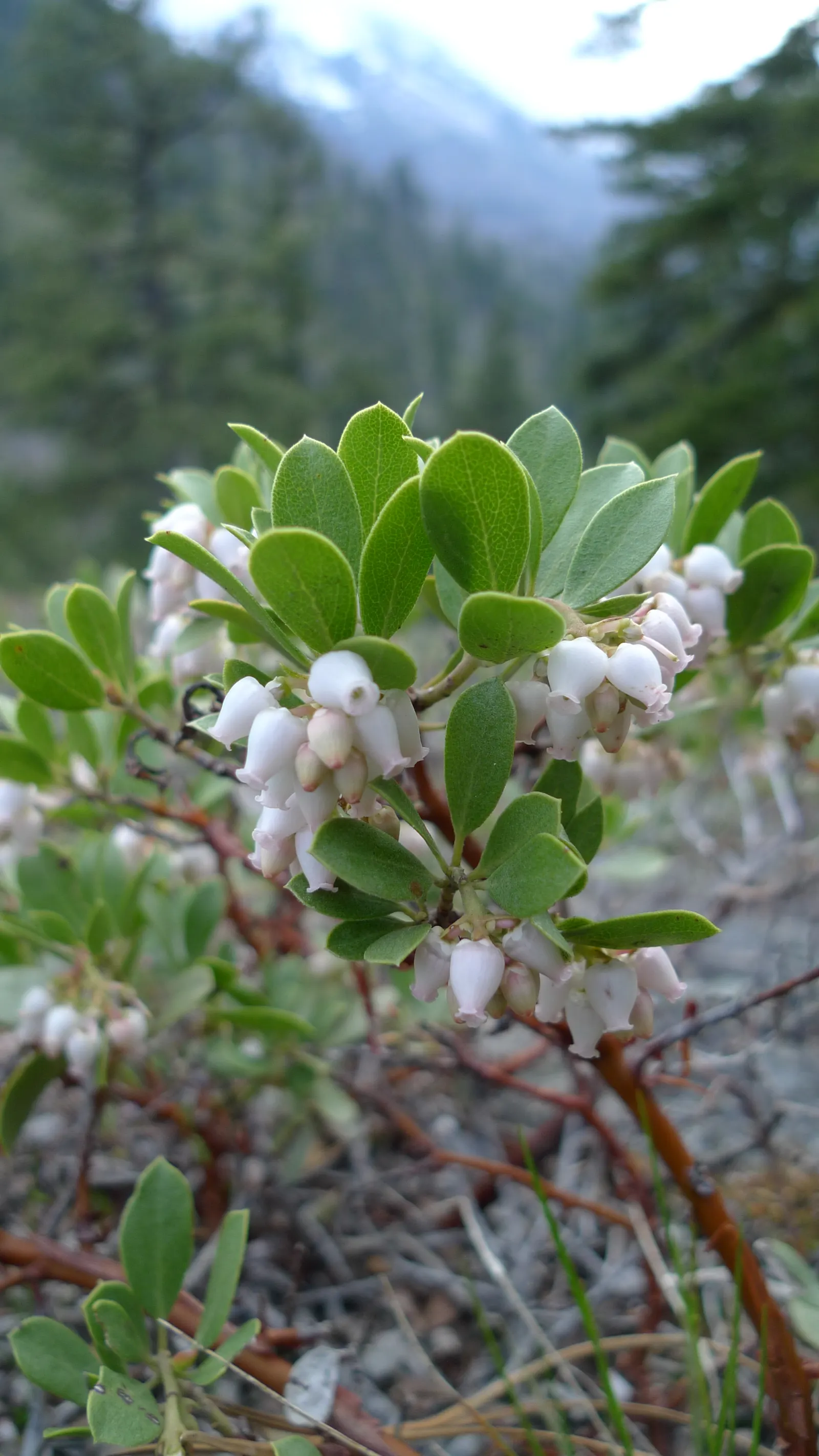 Pinemat Manzanita (Arctostaphylos Nevadensis) — In late winter to early spring; particularly in regions prone to drought