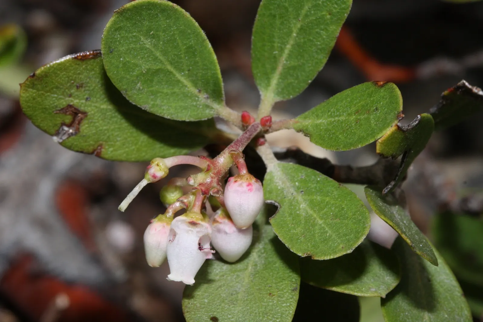Pinemat Manzanita (Arctostaphylos Nevadensis) — It forms a dense mat up to 12 inches high and spreads 3-6 feet wide; making it an excellent, image 106