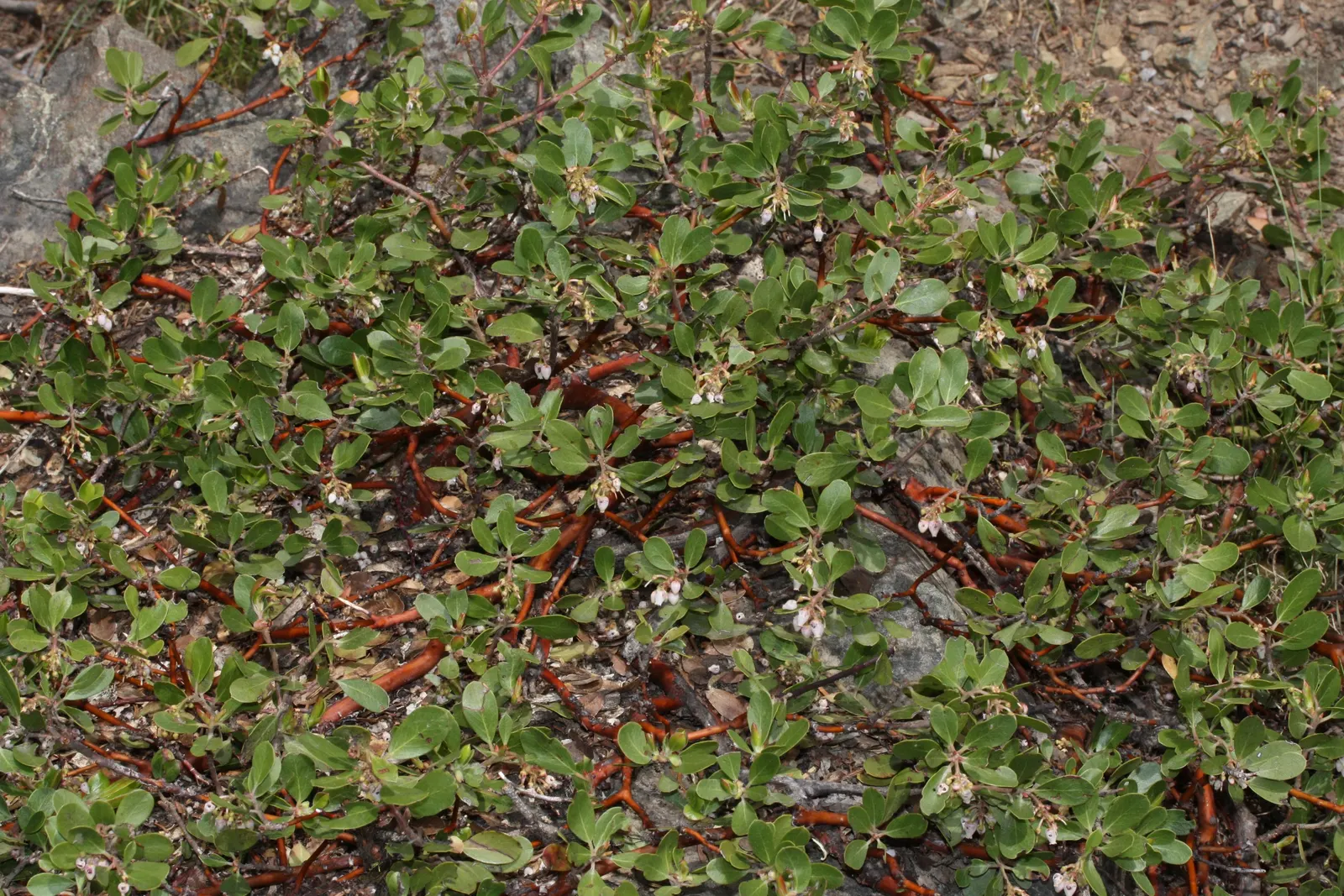 Pinemat Manzanita (Arctostaphylos Nevadensis) — though it can tolerate light shade; broadleaf evergreen / ground cover for full or half, image 71