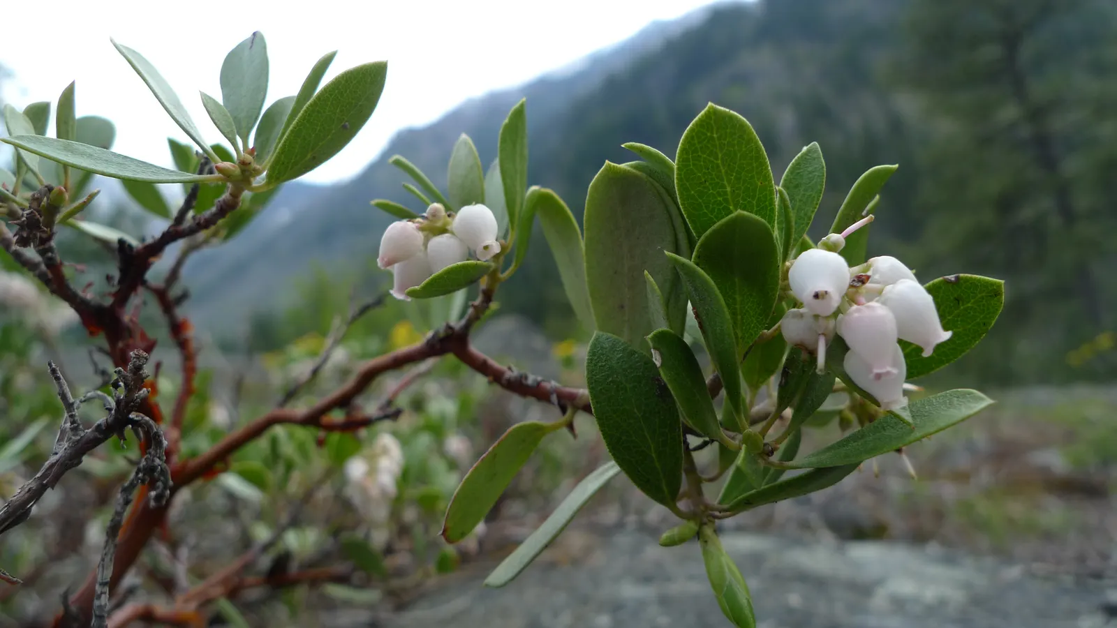 Pinemat Manzanita (Arctostaphylos Nevadensis) — making it an excellent groundcover; minimal maintenance is required, image 89