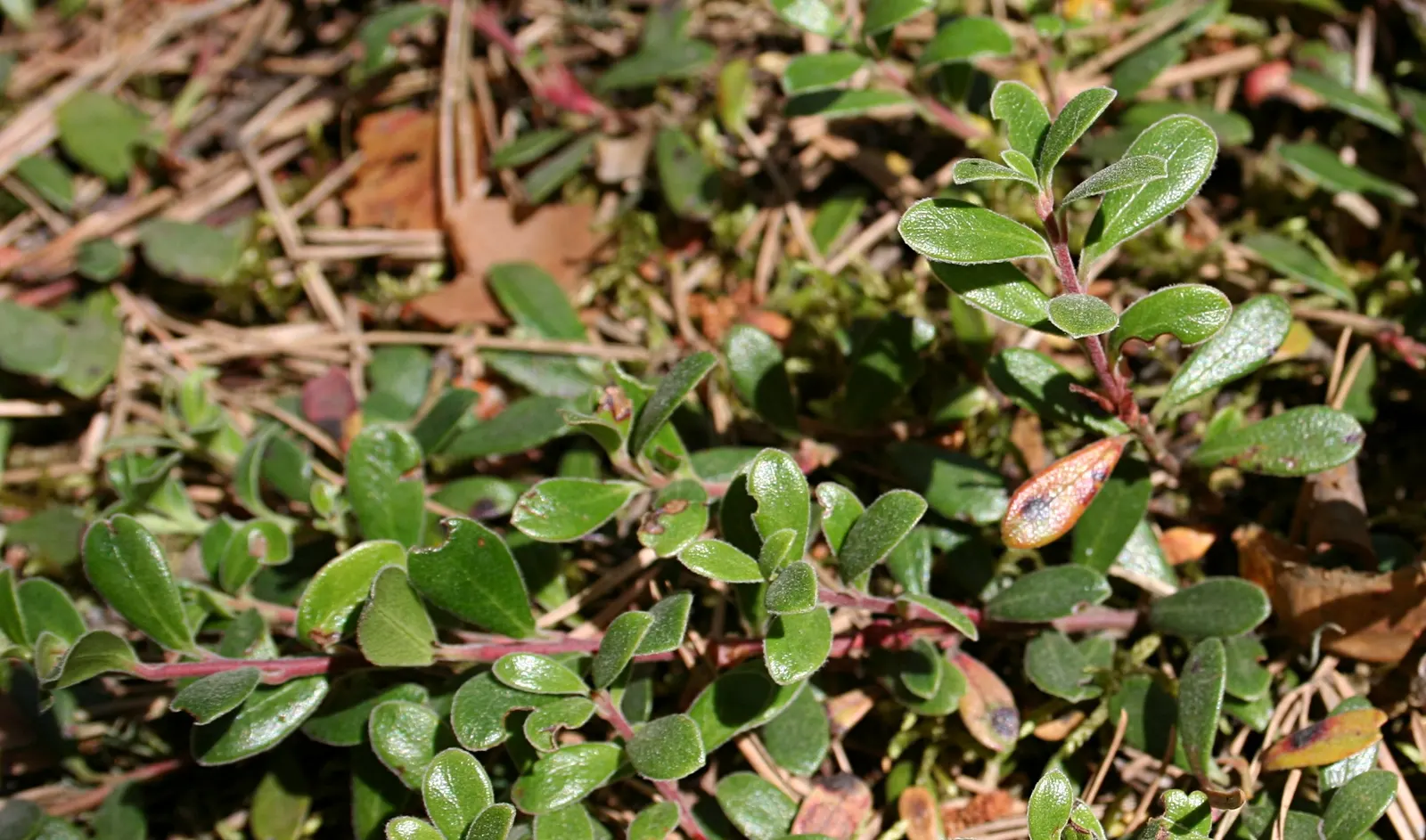 Pinemat Manzanita (Arctostaphylos Nevadensis) — pink and white flowers in the garden; it provides an elegant solution to landscaping design, image 76