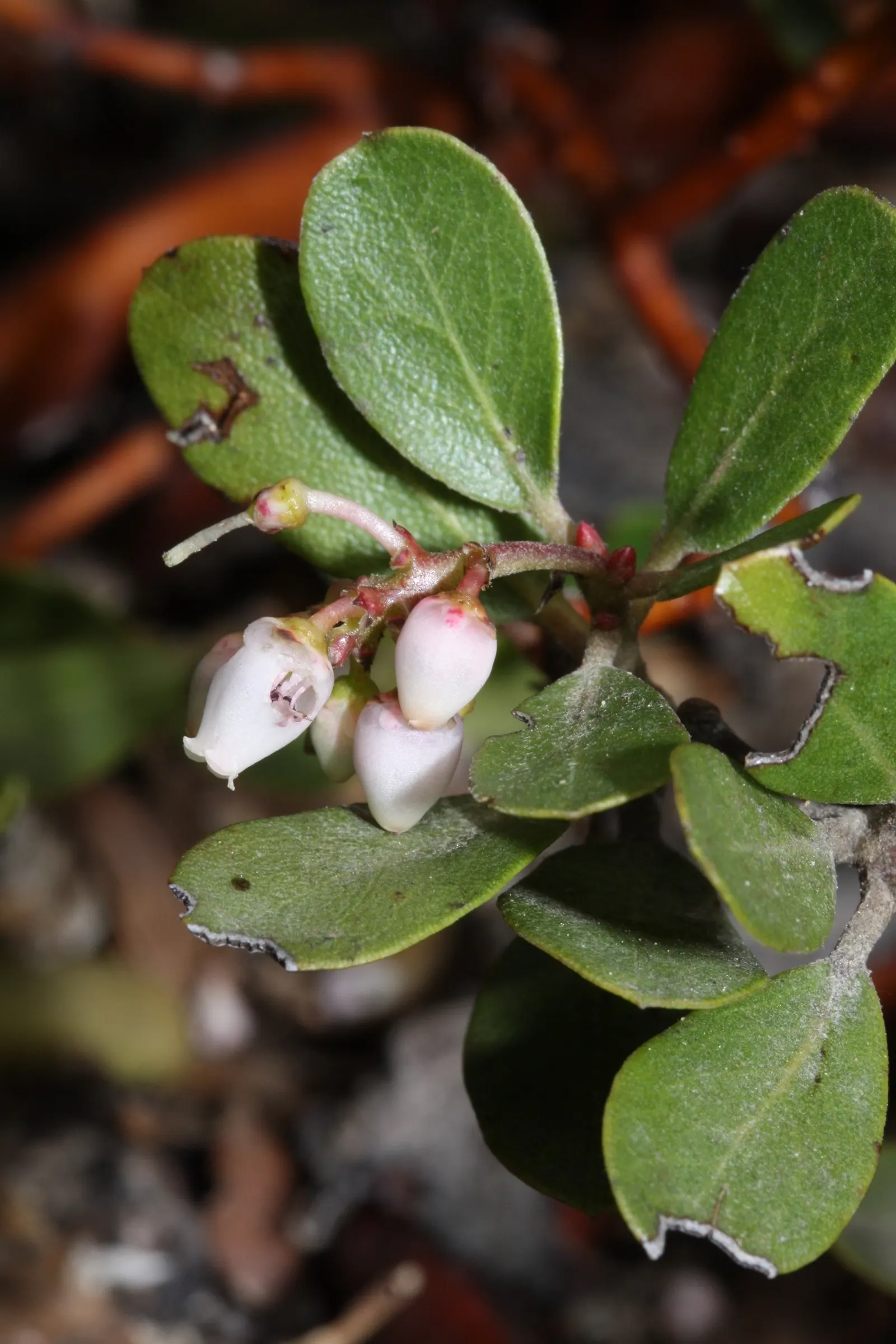 Pinemat Manzanita (Arctostaphylos Nevadensis) — It boasts a dense mat of small, leathery leaves that are a rich green color, providing year-round, image 90