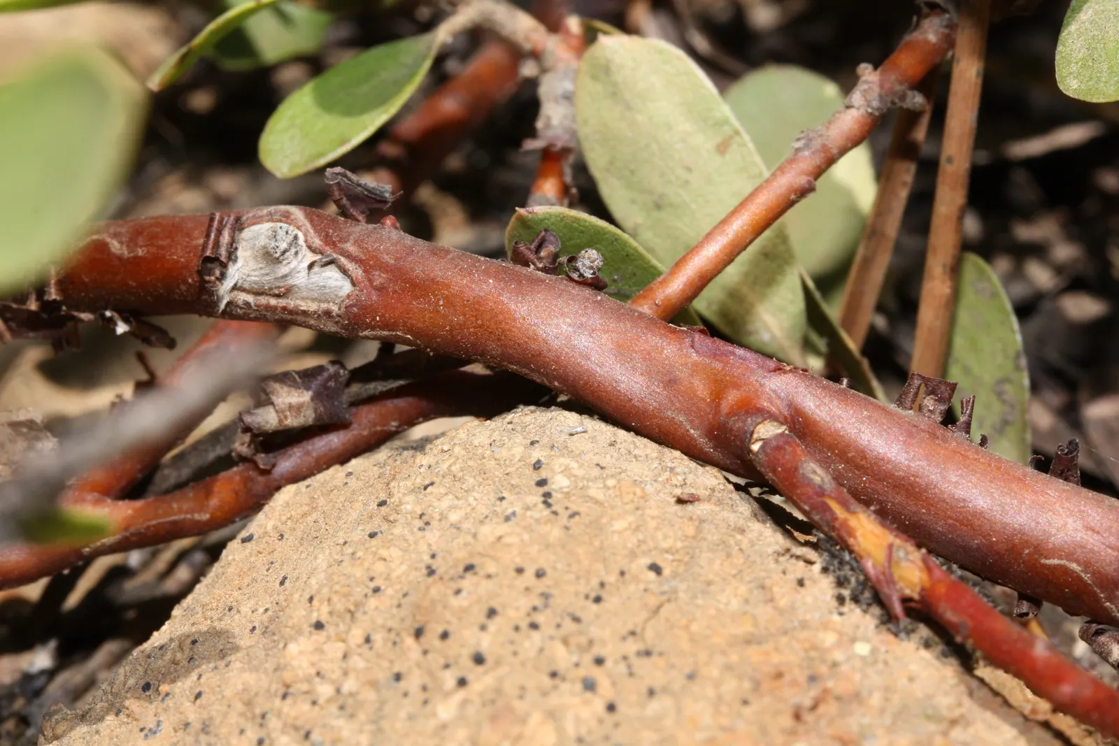 Pinemat Manzanita (Arctostaphylos Nevadensis) — It boasts a dense mat of small, leathery leaves that are a rich green color, providing year-round interest