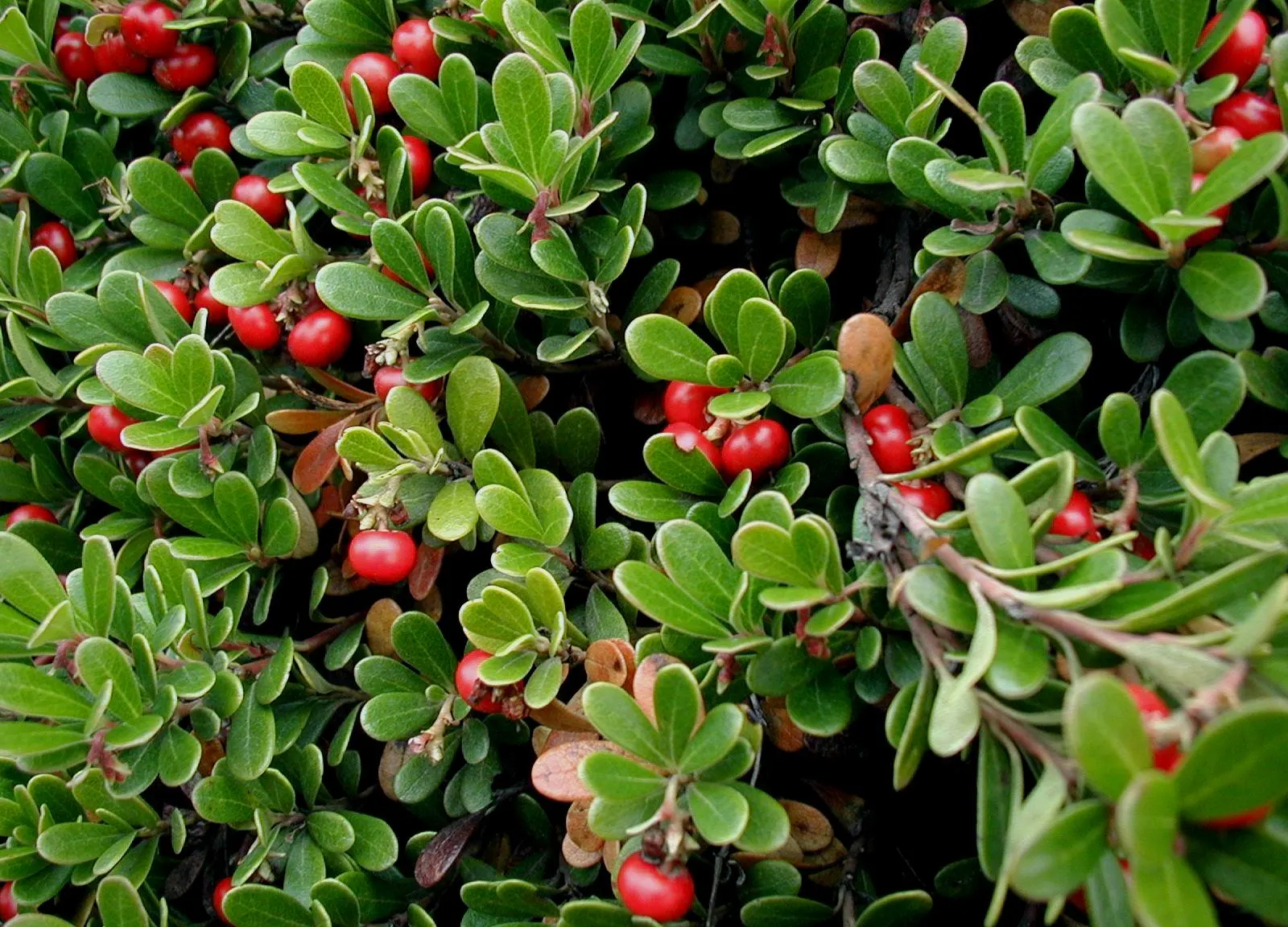 Pinemat Manzanita (Arctostaphylos Nevadensis) — Arctostaphylos nevadensis requires well-drained soil and full sun