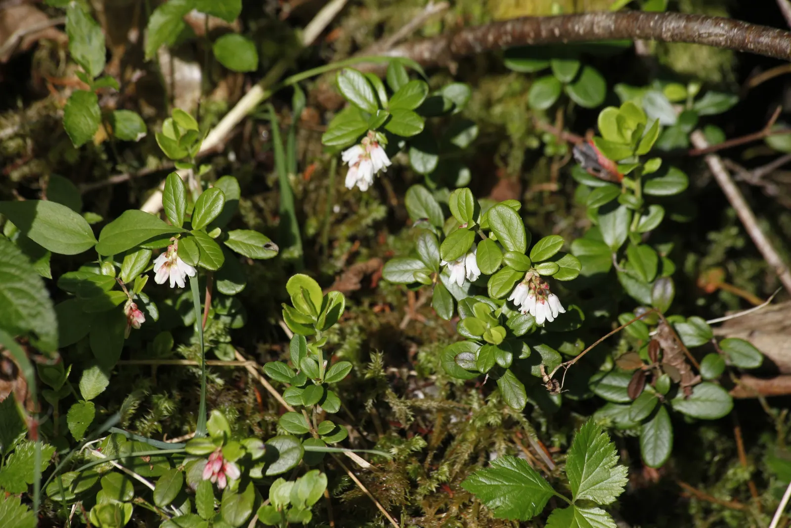 Pinemat Manzanita (Arctostaphylos Nevadensis) — urn-shaped white to pale pink flowers