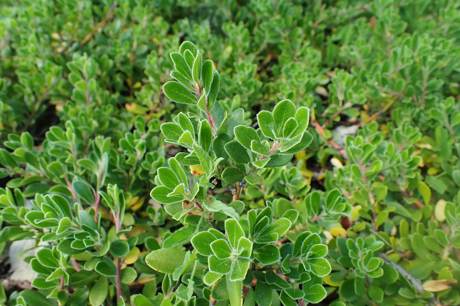 Pinemat Manzanita (Arctostaphylos Nevadensis) — Minimal maintenance is required; it retains its foliage throughout the year, image 74