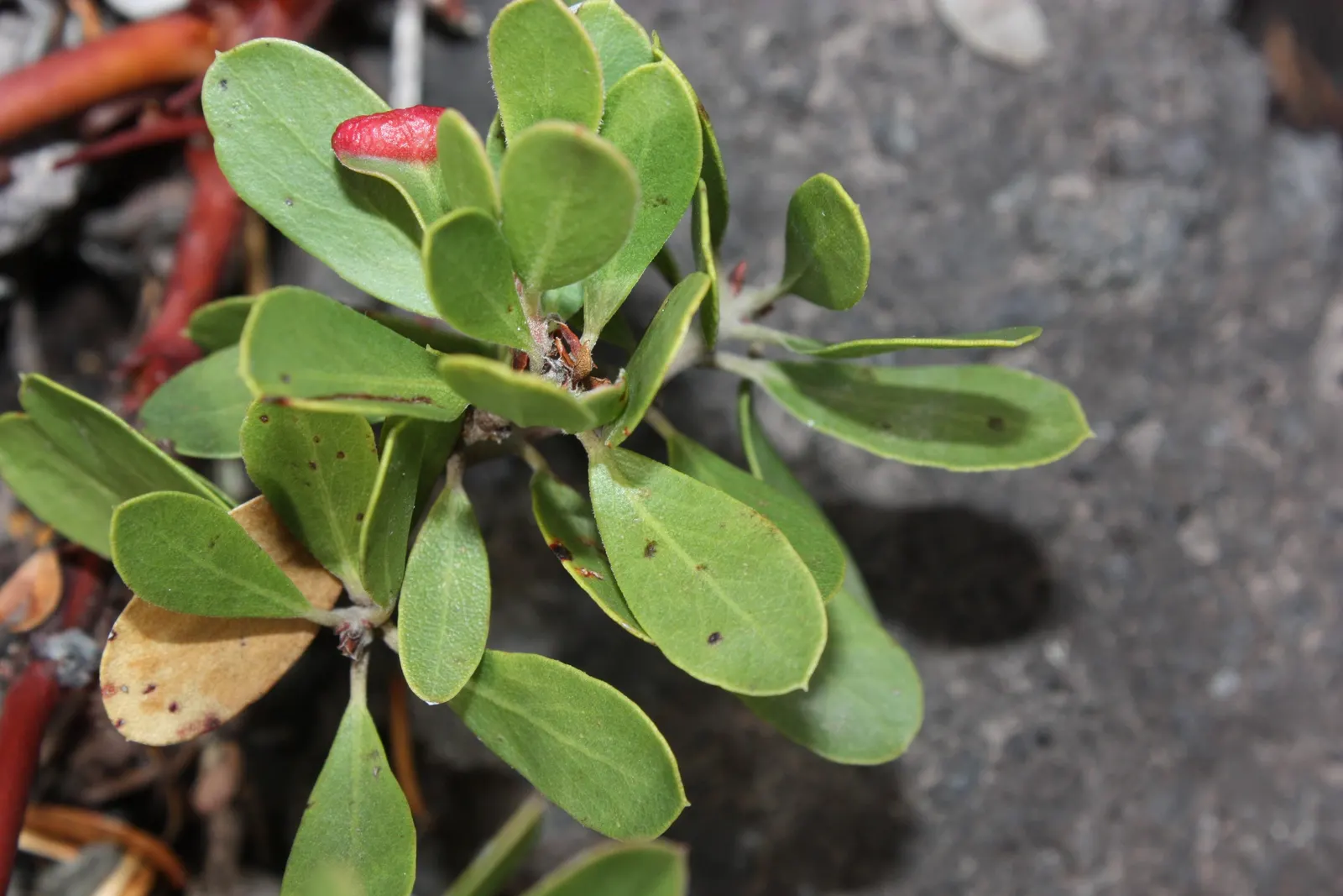 Pinemat Manzanita (Arctostaphylos Nevadensis) — Minimal maintenance is required; it retains its foliage throughout the year