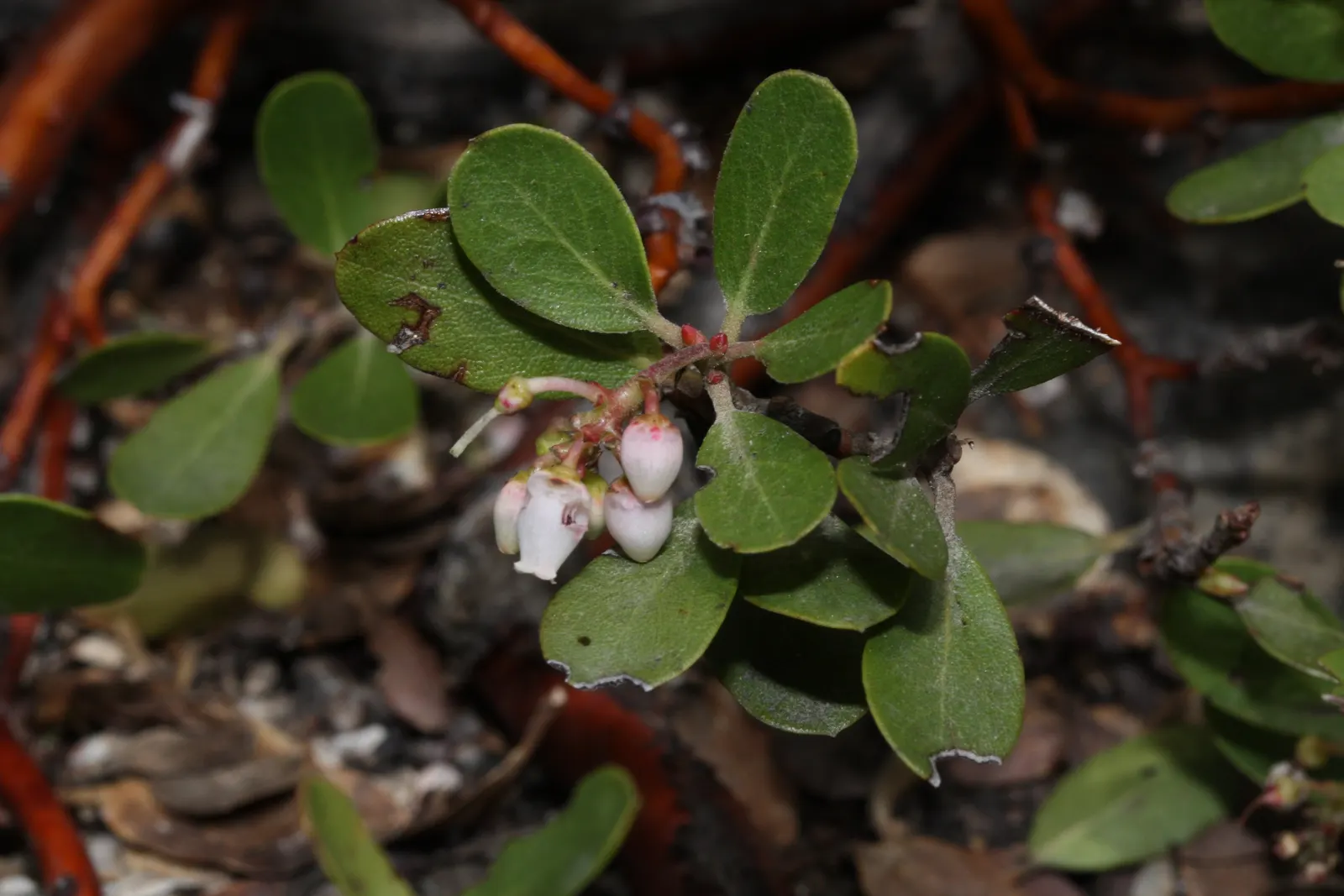 Pinemat Manzanita (Arctostaphylos Nevadensis) — including bees and butterflies.<br><br>After flowering; its dark green leaves and reddish-brown, image 68