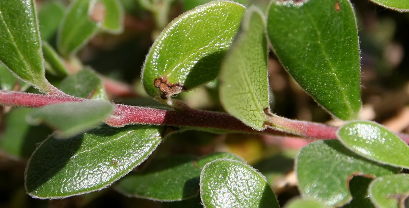 Pinemat Manzanita (Arctostaphylos Nevadensis) — is a low-growing evergreen shrub native to the western United States; the Pinemat Manzanita, image 60
