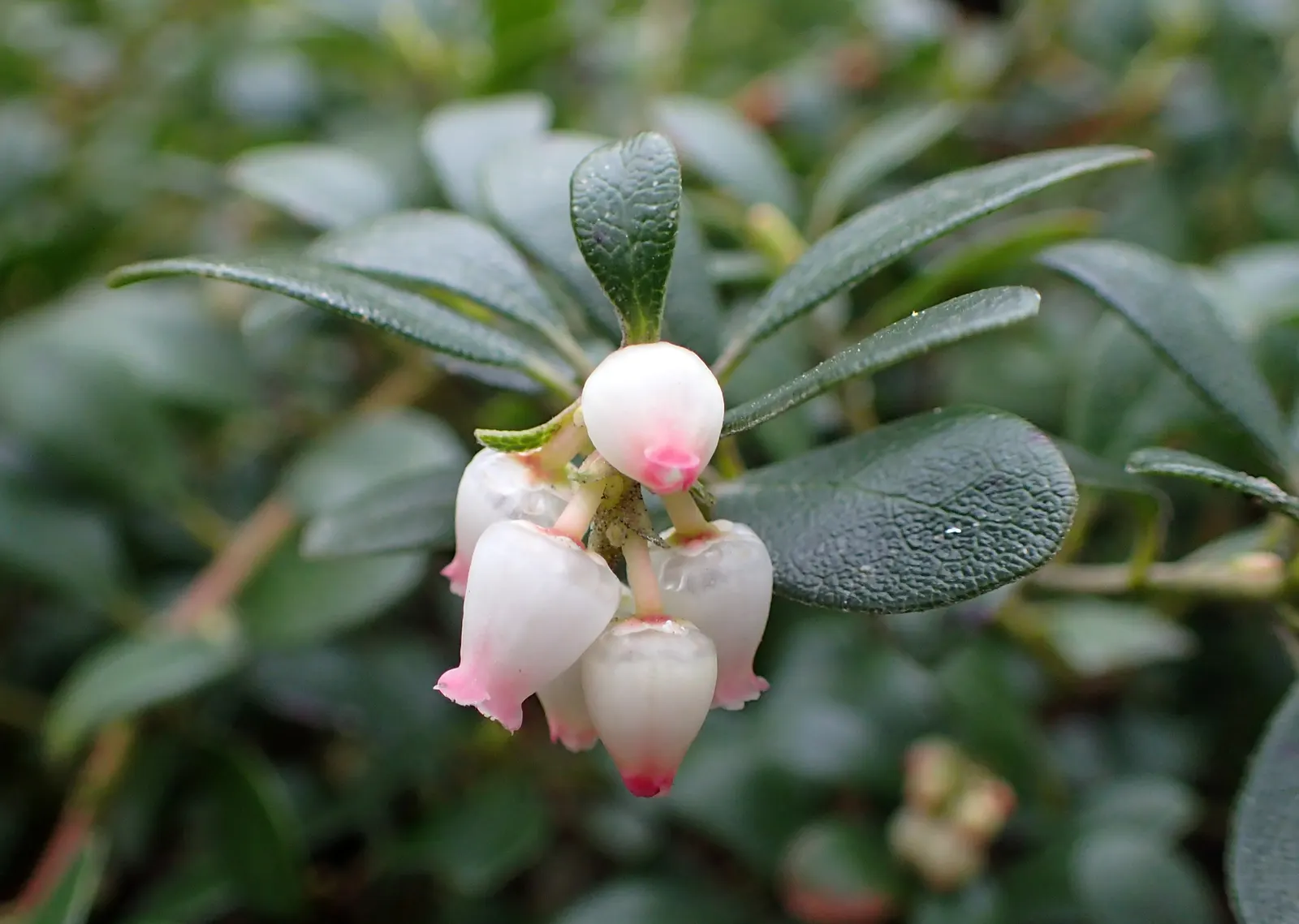 Pinemat Manzanita (Arctostaphylos Nevadensis) — The Pinemat Manzanita (Arctostaphylos nevadensis) is a low-growing evergreen shrub, thriving in, image 53