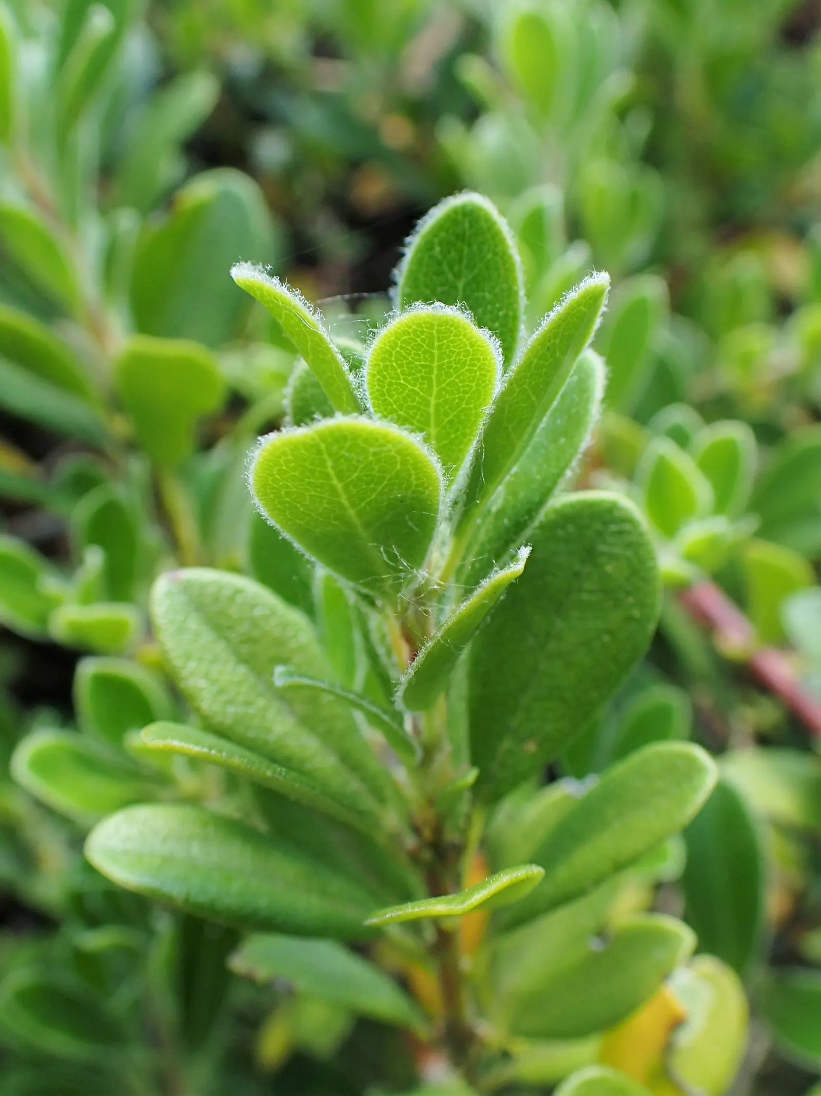 Pinemat Manzanita (Arctostaphylos Nevadensis) — is a low-growing evergreen shrub native to the western United States; the Pinemat Manzanita (Arctostaphylos