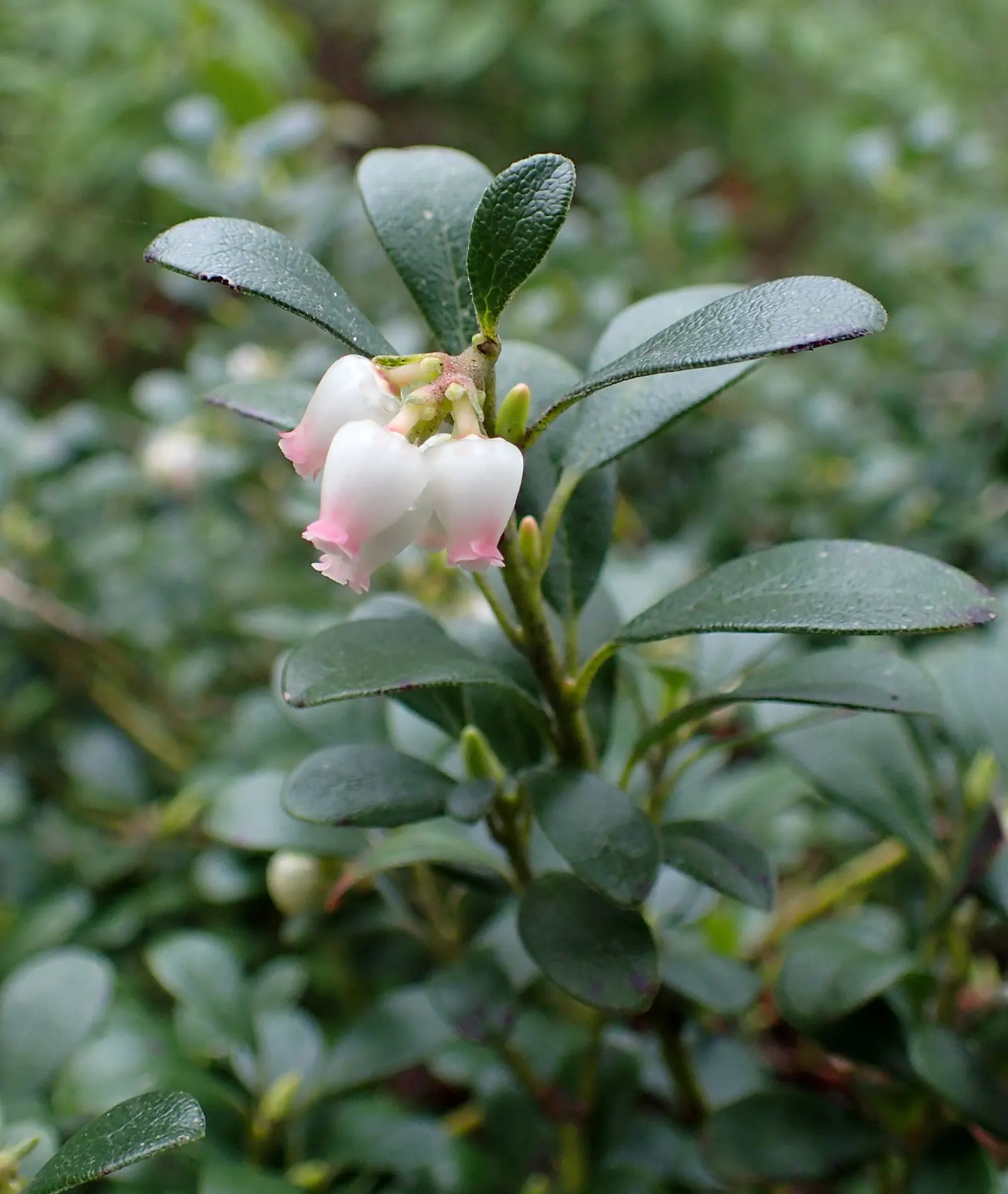 Pinemat Manzanita (Arctostaphylos Nevadensis) — broadleaf evergreen / ground cover for full or half