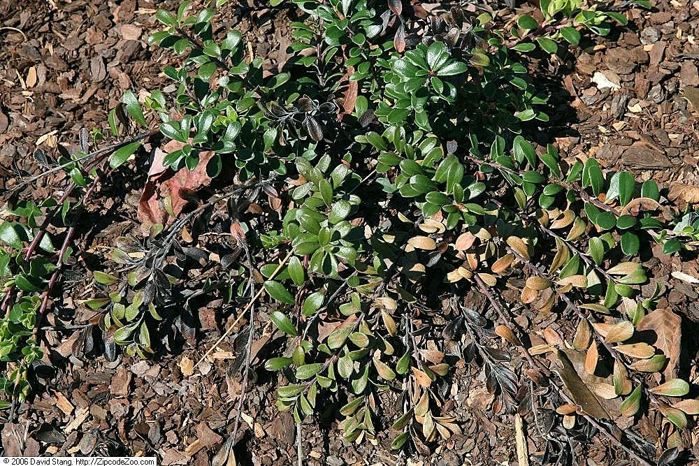 Pinemat Manzanita (Arctostaphylos Nevadensis) — pink and white flowers in the garden