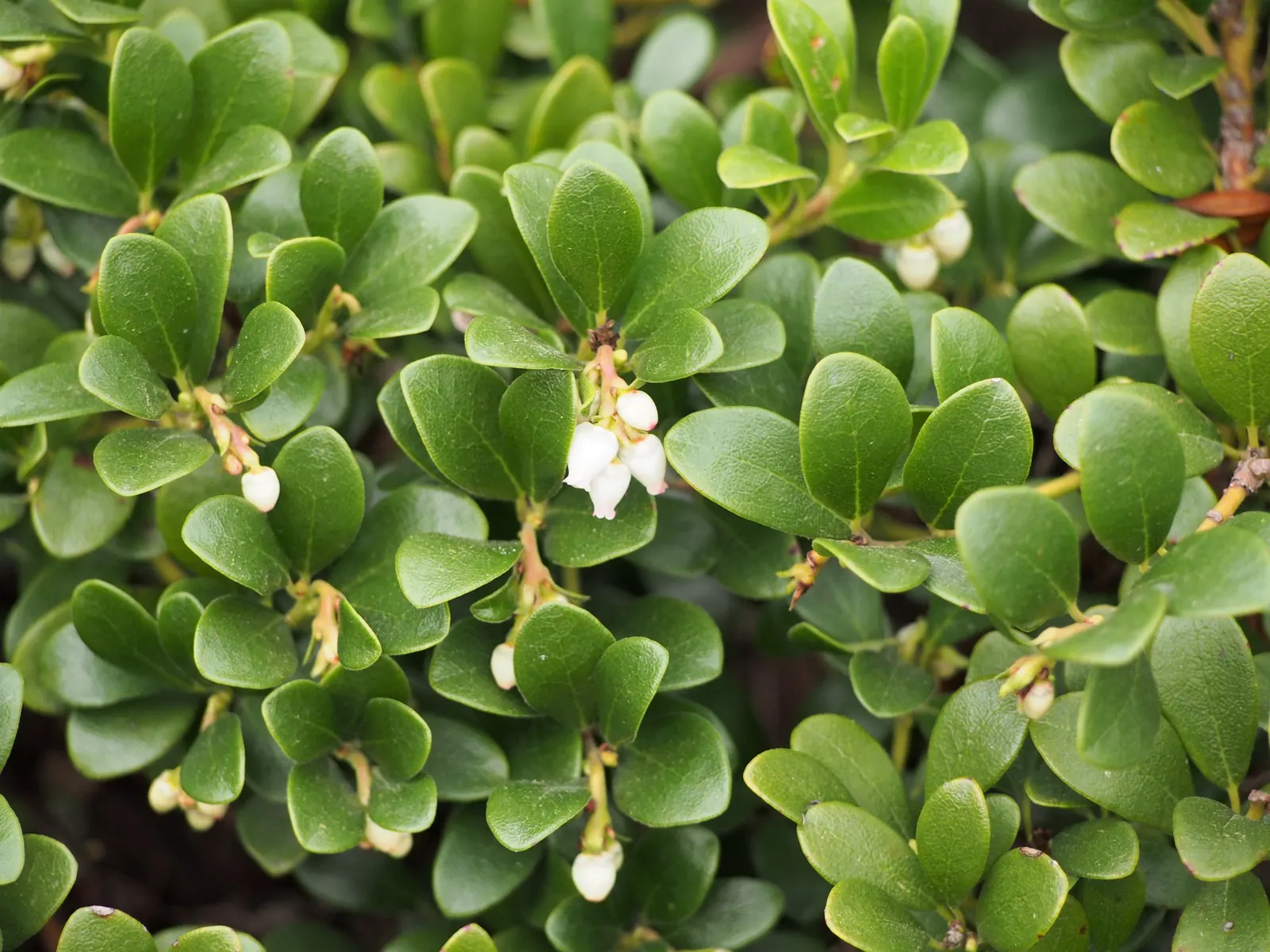 Pinemat Manzanita (Arctostaphylos Nevadensis) — It prefers full sun and well-draining soil; broadleaf evergreen / ground cover with pink and white, image 82