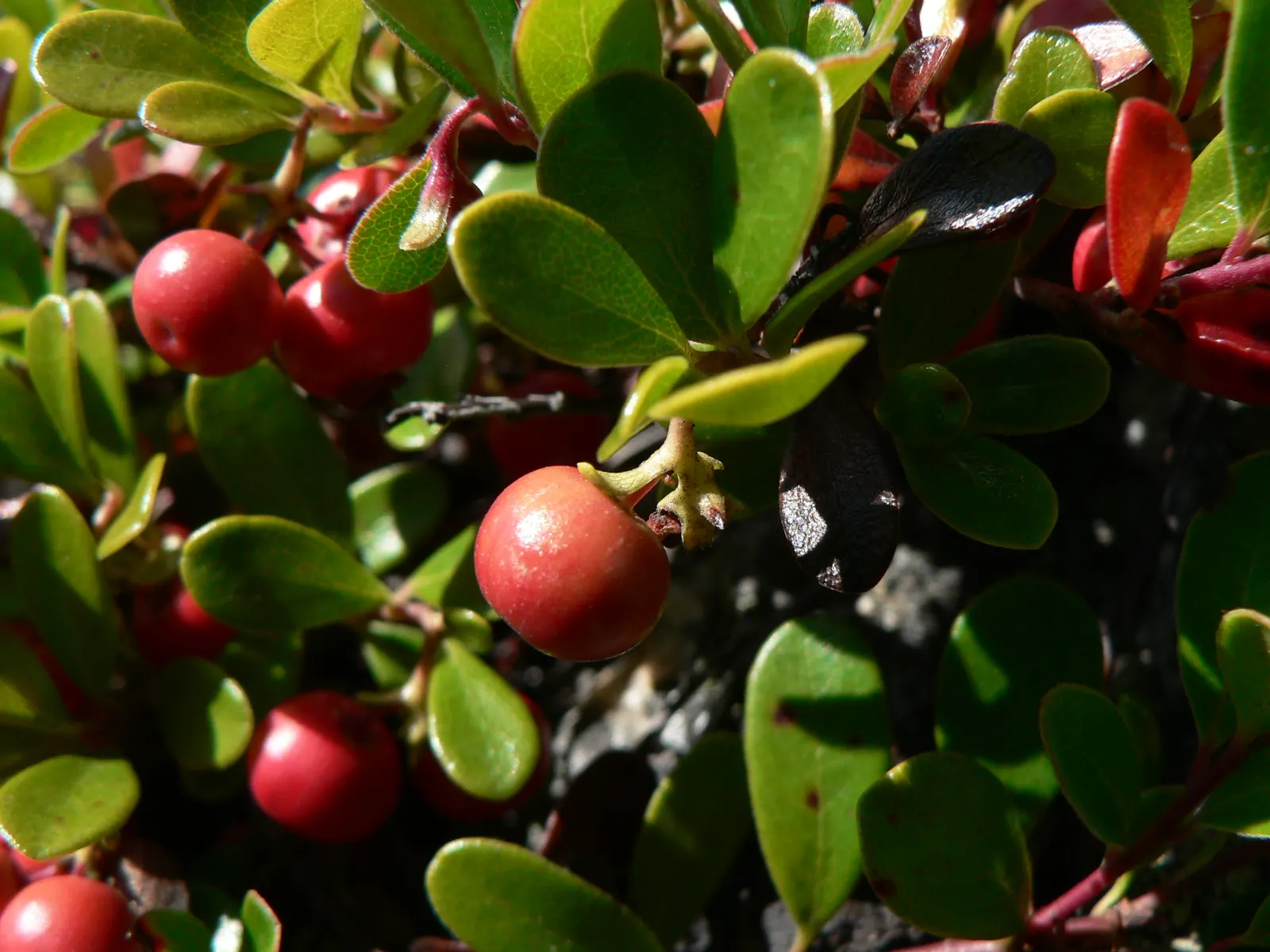 Pinemat Manzanita (Arctostaphylos Nevadensis) — It is well-suited to rock gardens, slopes, or as part of a native plant garden; scientifically known as