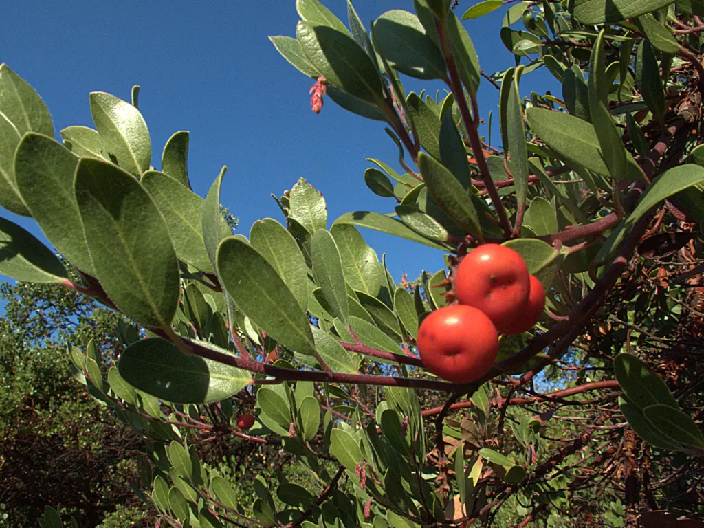 Pinemat Manzanita (Arctostaphylos Nevadensis) — Small, urn-shaped pink flowers bloom in spring, attracting pollinators, followed by red berries, image 107