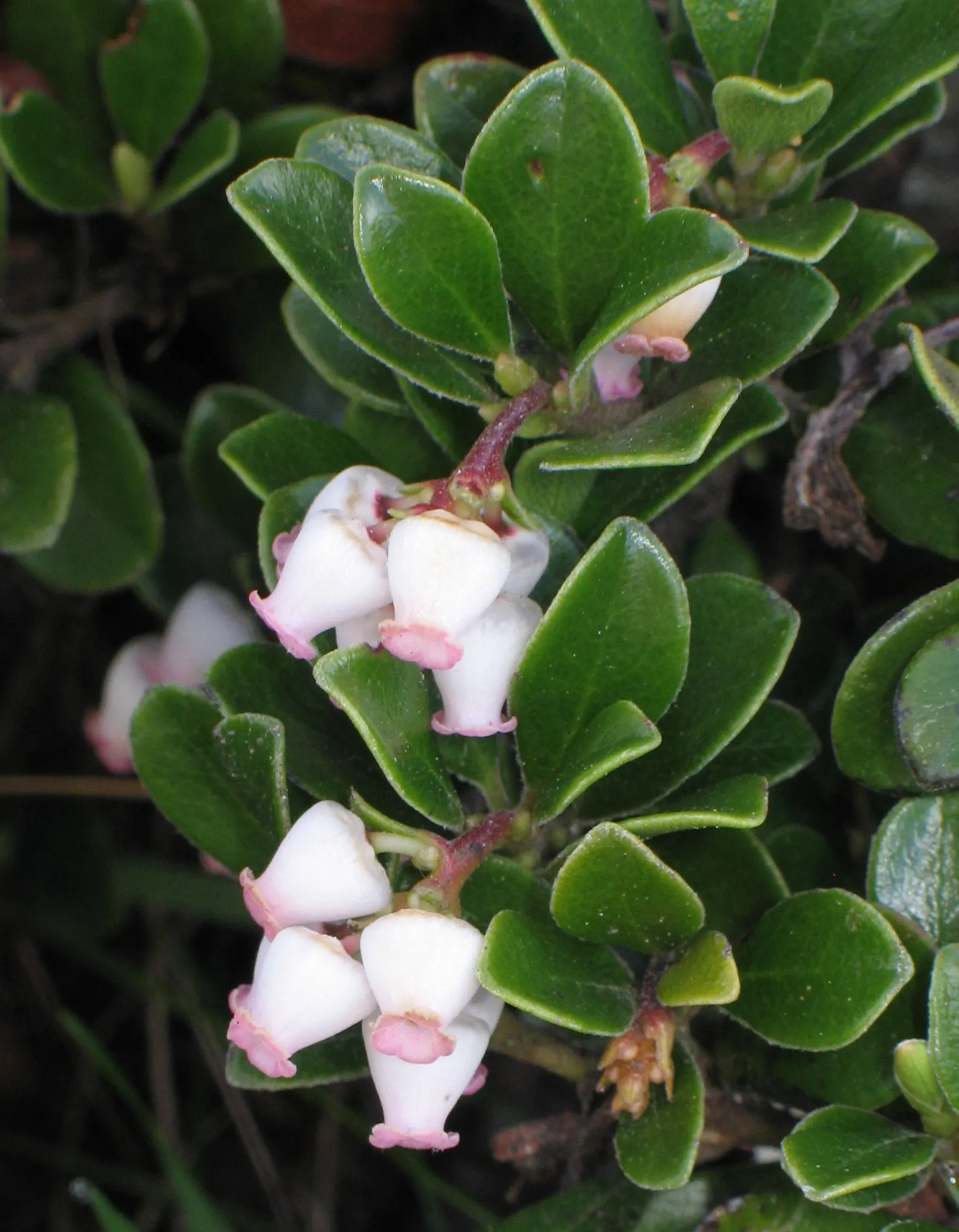 Pinemat Manzanita (Arctostaphylos Nevadensis) — It prefers full sun and well-draining soil