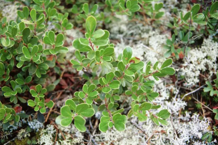 Pinemat Manzanita (Arctostaphylos Nevadensis) — is a low-growing evergreen shrub native to the western United States; the Pinemat Manzanita, image 86