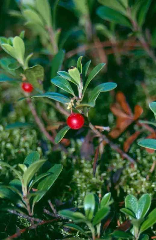 Pinemat Manzanita (Arctostaphylos Nevadensis) — broadleaf evergreen / ground cover with pink and white blooms; including bees and, image 103
