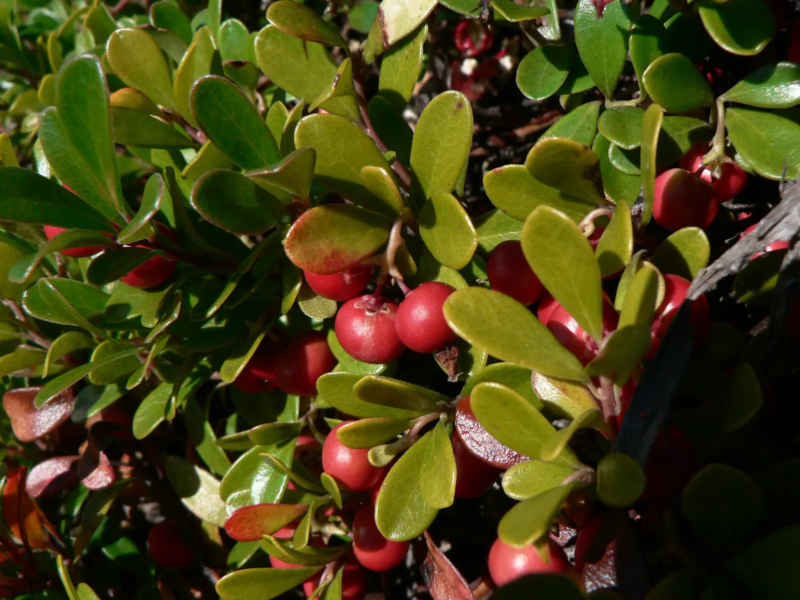 Pinemat Manzanita (Arctostaphylos Nevadensis) — broadleaf evergreen / ground cover with pink and white blooms; including bees and butterflies.<br><br>After