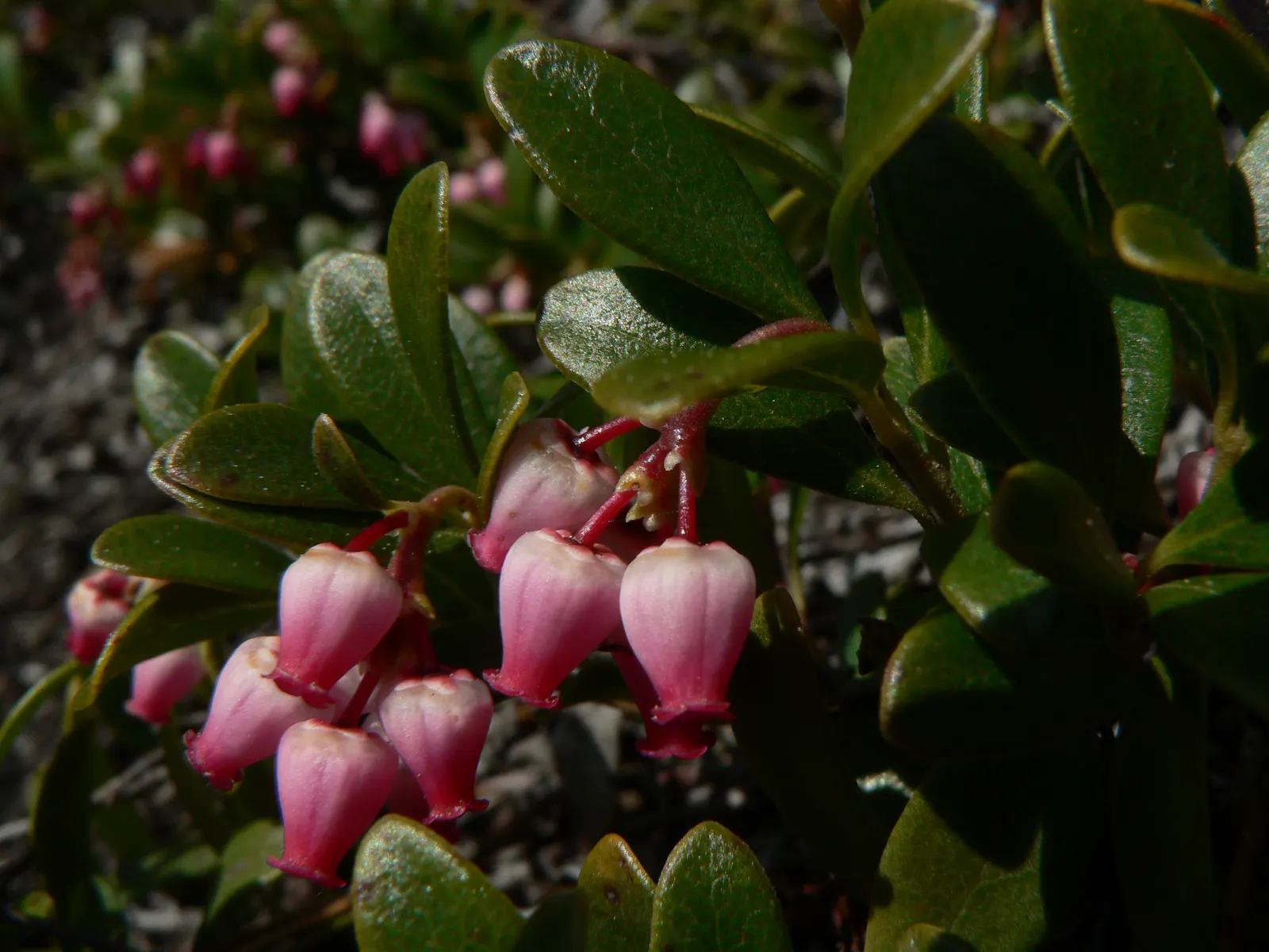Pinemat Manzanita (Arctostaphylos Nevadensis) — The Pinemat Manzanita (Arctostaphylos nevadensis) is a low-growing evergreen shrub, thriving in, image 27
