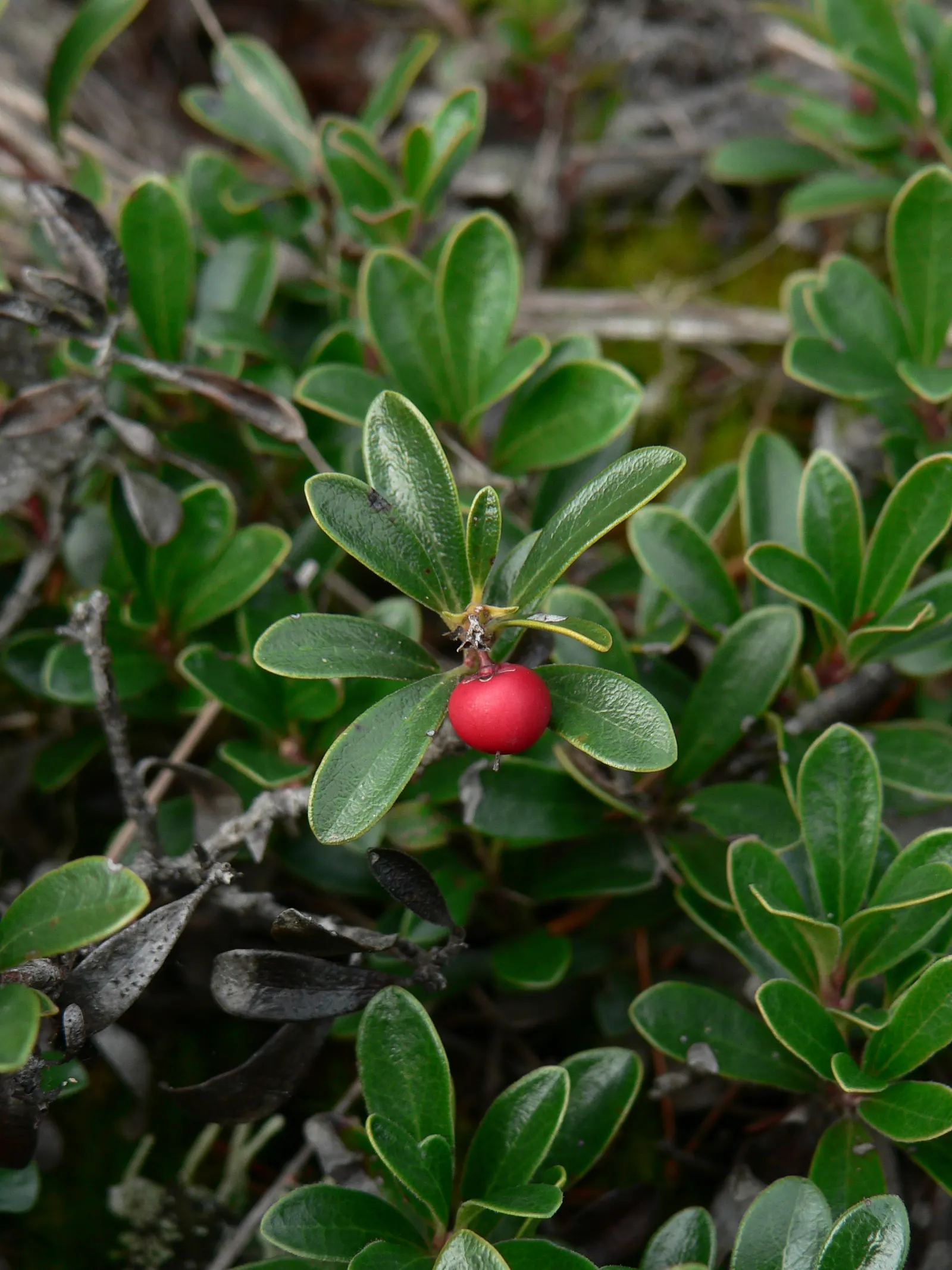 Pinemat Manzanita (Arctostaphylos Nevadensis) — It is well-suited to rock gardens, slopes, or as part of a native plant garden