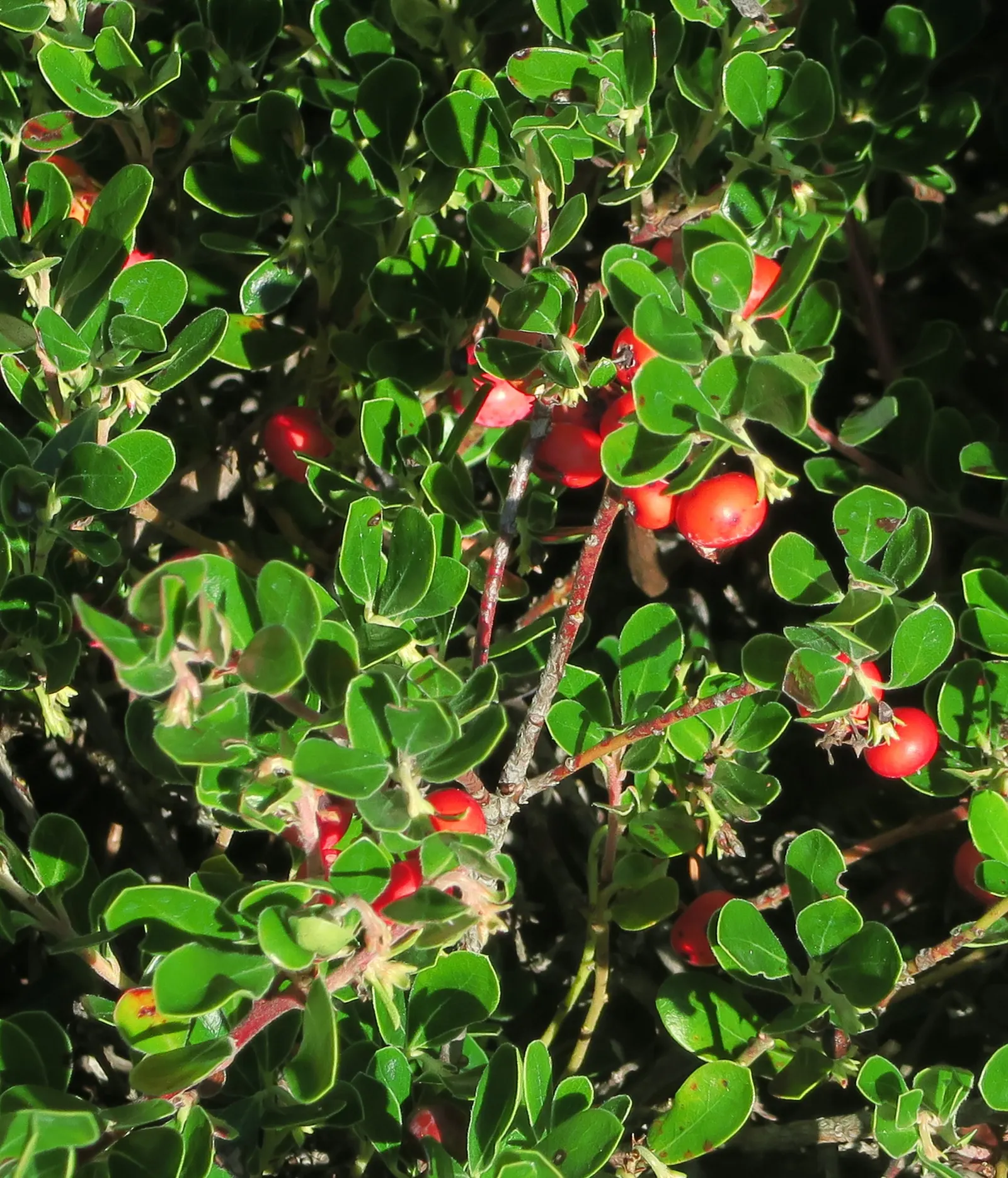 Pinemat Manzanita (Arctostaphylos Nevadensis) — though it can tolerate light shade; broadleaf evergreen / ground cover for full or half, image 97