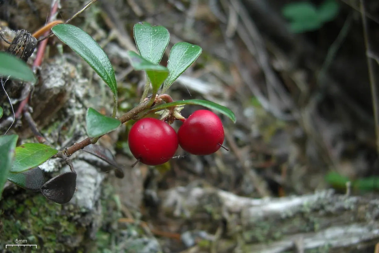 Pinemat Manzanita (Arctostaphylos Nevadensis) — making it an excellent choice for gardeners seeking low-care yet attractive plantings; it forms a, image 75