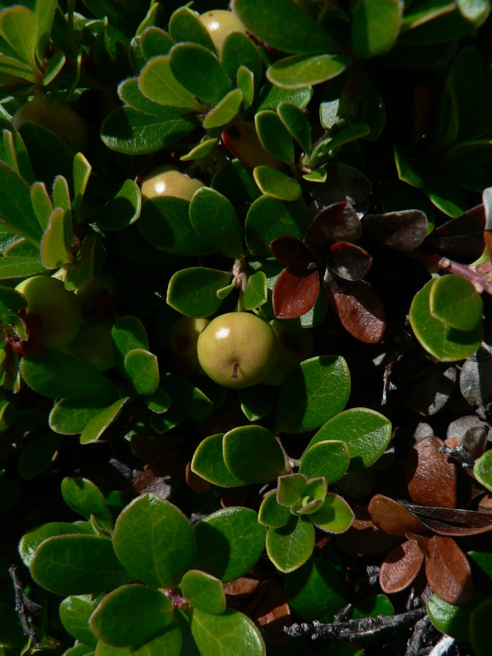 Pinemat Manzanita (Arctostaphylos Nevadensis) — it retains its foliage throughout the year; urn-shaped white to pale pink flowers, image 73