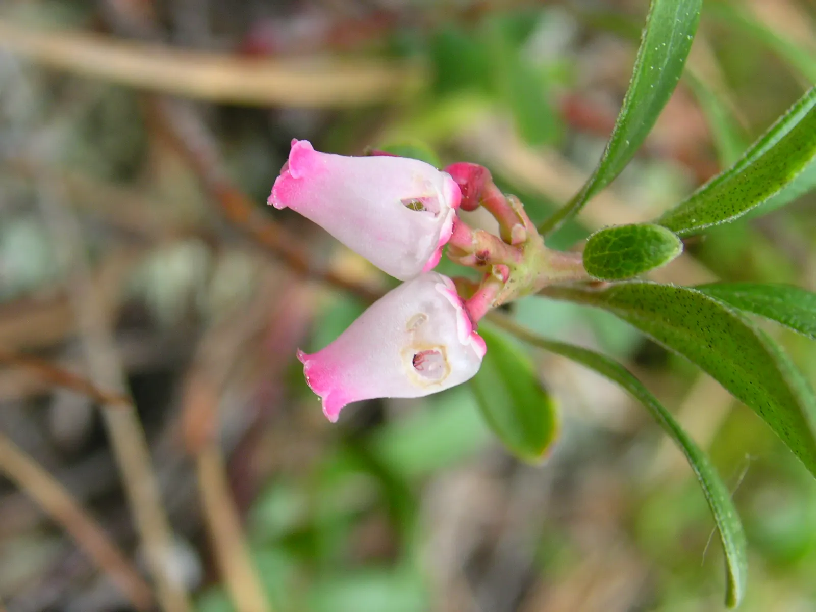 Pinemat Manzanita (Arctostaphylos Nevadensis) — It boasts a dense mat of small, leathery leaves that are a rich green color, providing year-round, image 64