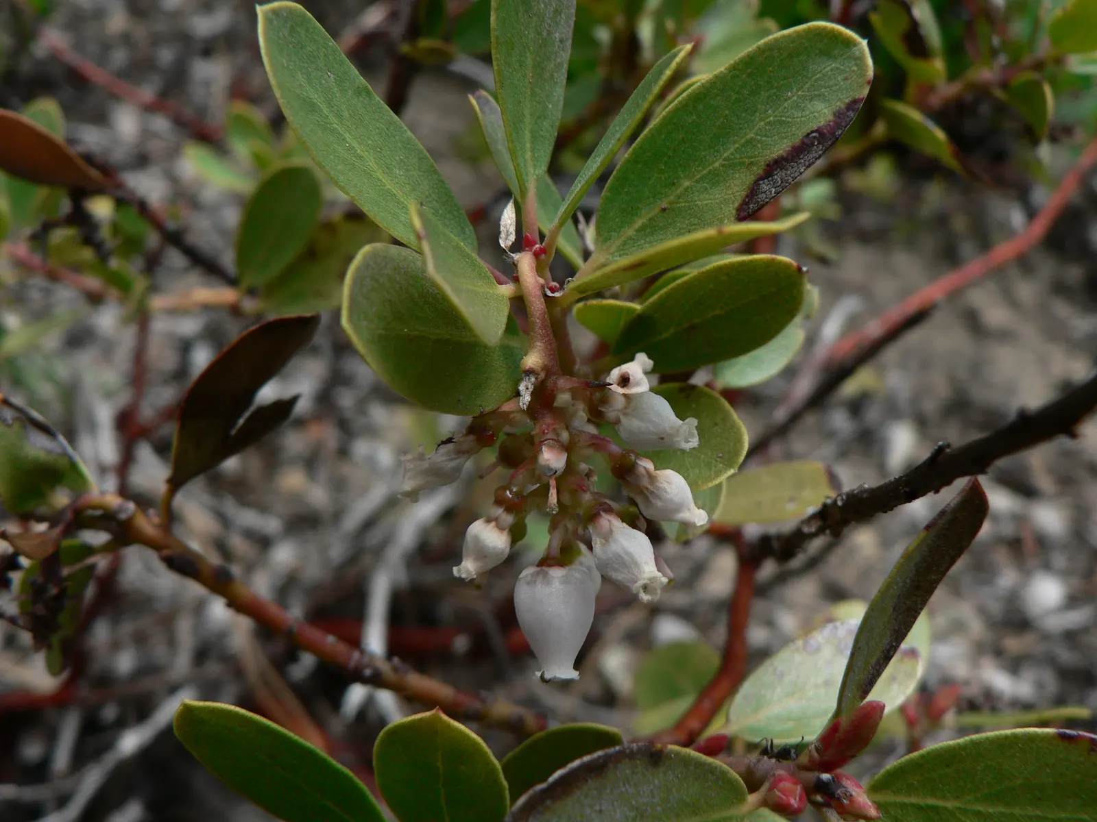 Pinemat Manzanita (Arctostaphylos Nevadensis) — though it can tolerate light shade