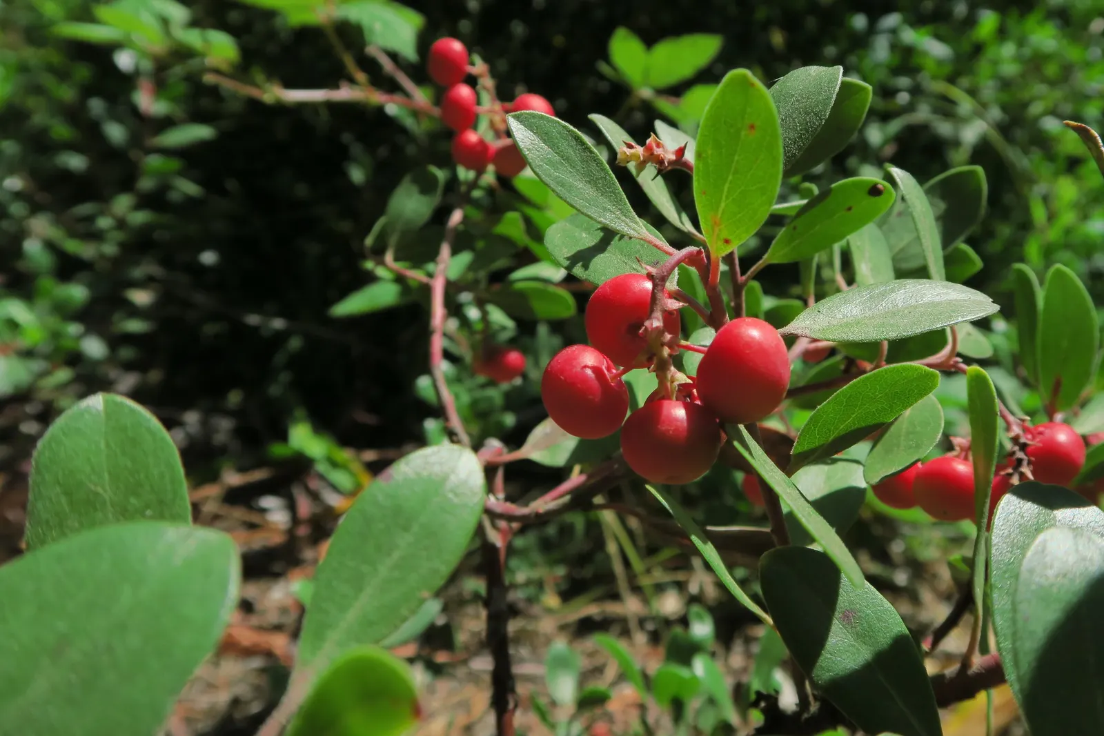 Pinemat Manzanita (Arctostaphylos Nevadensis) — including bees and butterflies.<br><br>After flowering