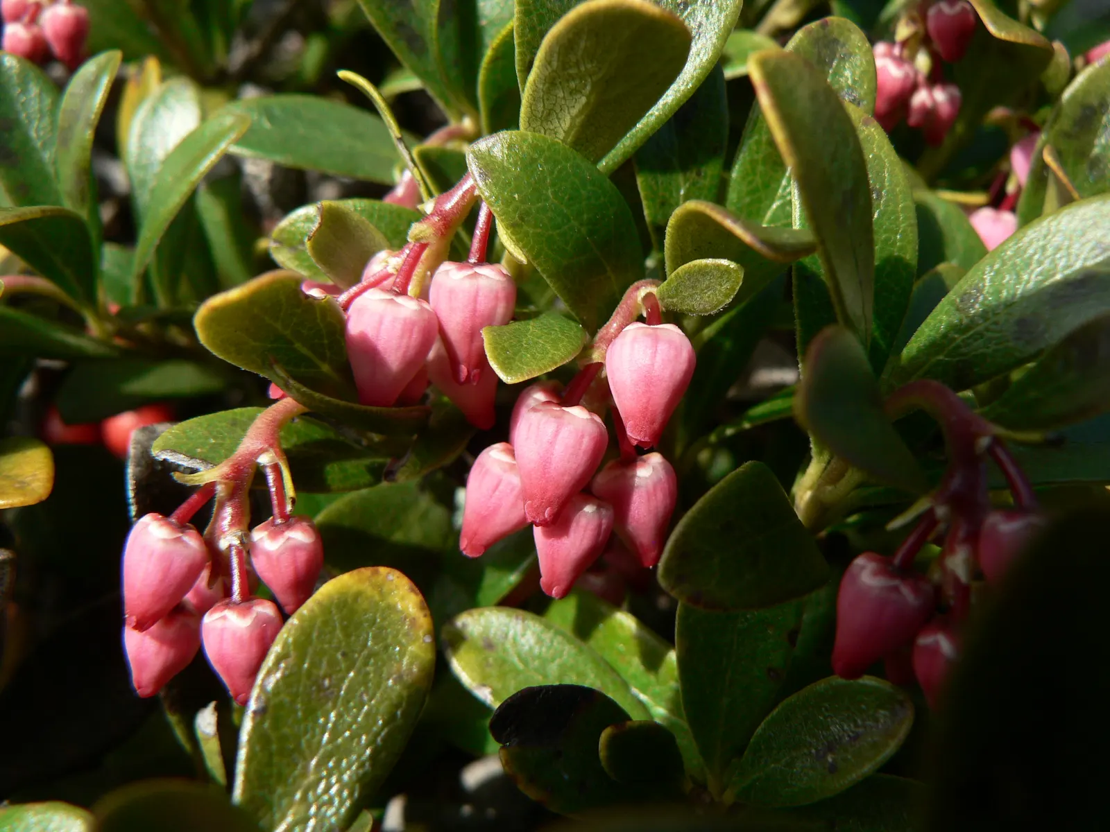 Pinemat Manzanita (Arctostaphylos Nevadensis) — including bees and butterflies.<br><br>After flowering; its dark green leaves and reddish-brown, image 94