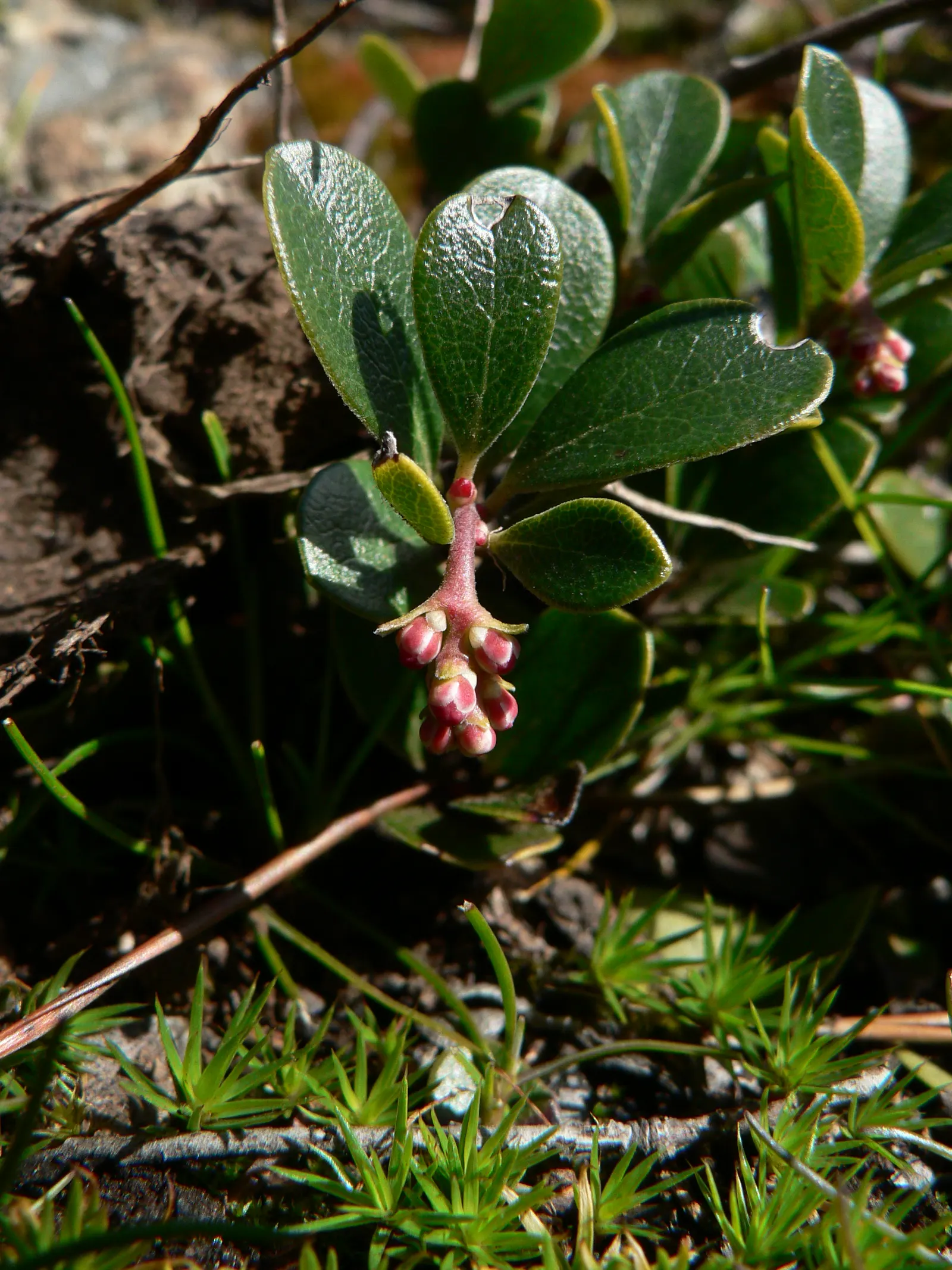 Pinemat Manzanita (Arctostaphylos Nevadensis) — broadleaf evergreen / ground cover for full or half; making it an excellent choice for gardeners seeking