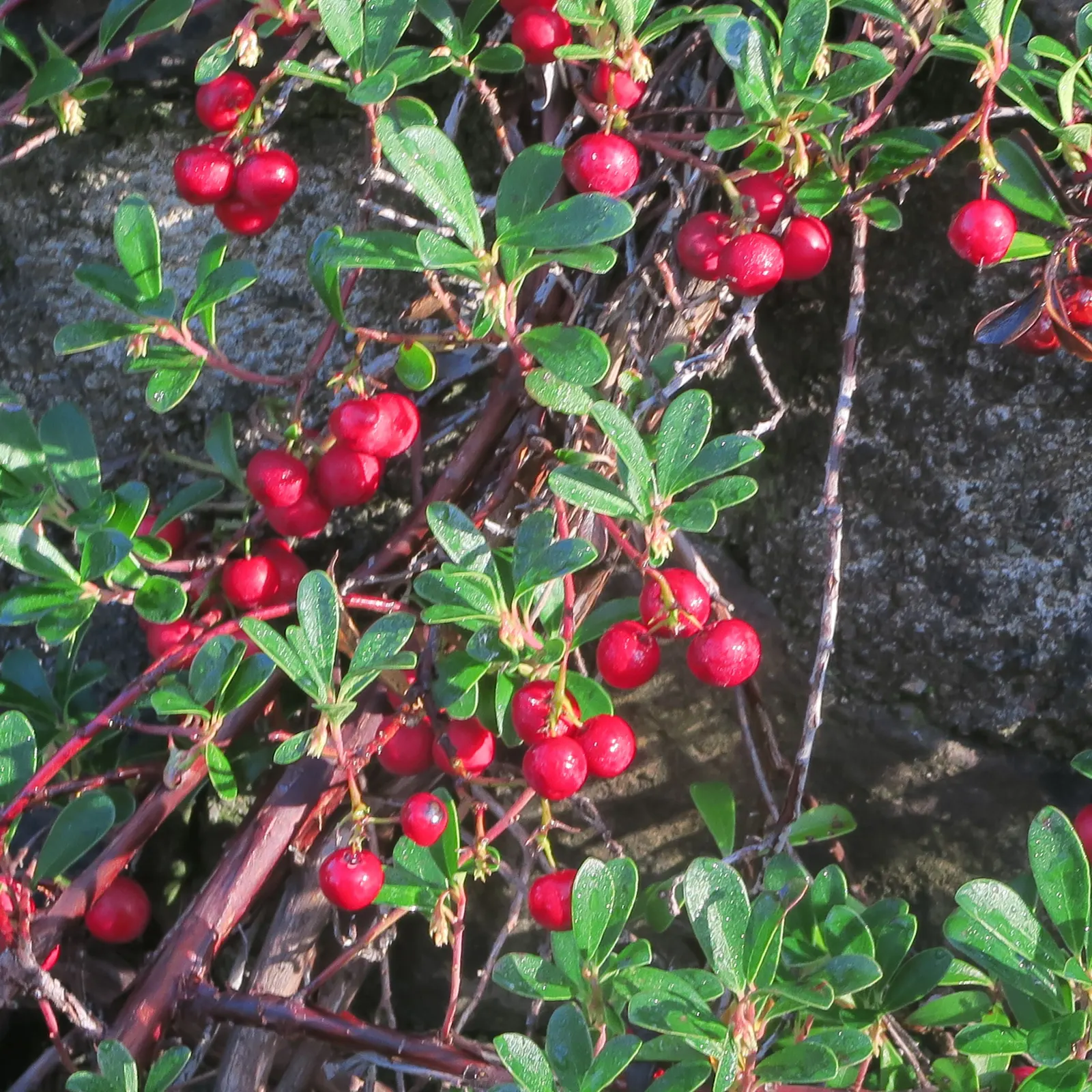 Pinemat Manzanita (Arctostaphylos Nevadensis) — making it an excellent groundcover