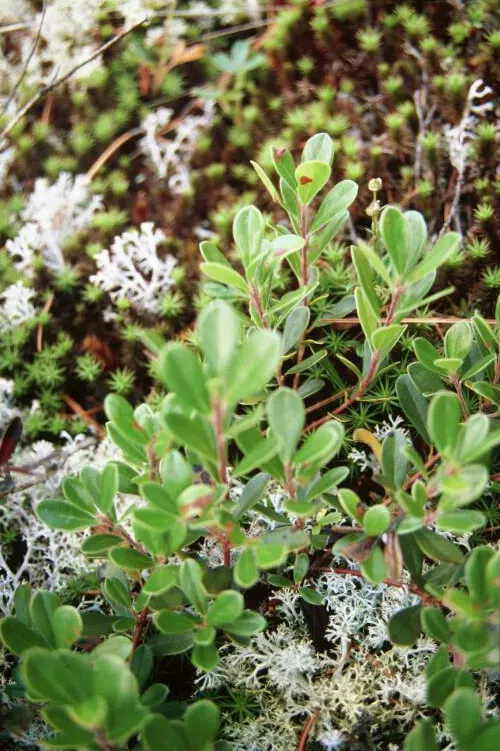 Pinemat Manzanita (Arctostaphylos Nevadensis) — including birds.<br><br>For optimal growth