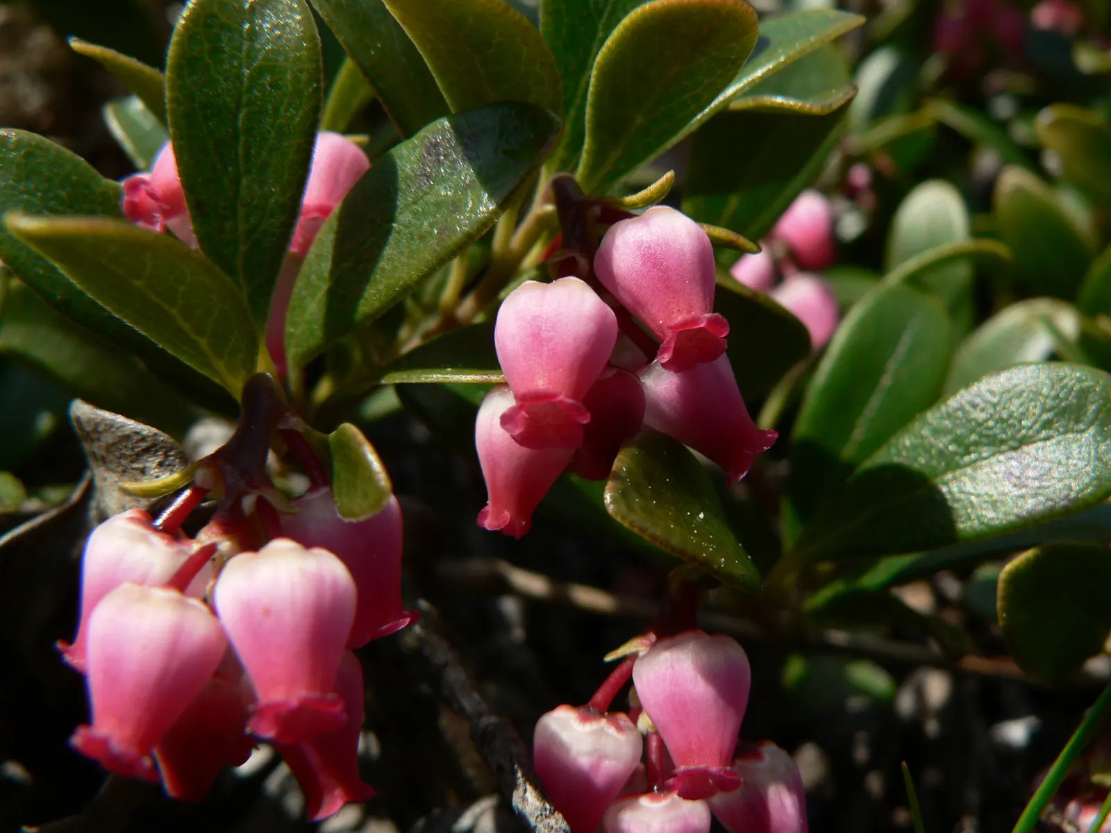 Pinemat Manzanita (Arctostaphylos Nevadensis) — Its dark green leaves and reddish-brown bark add year-round interest