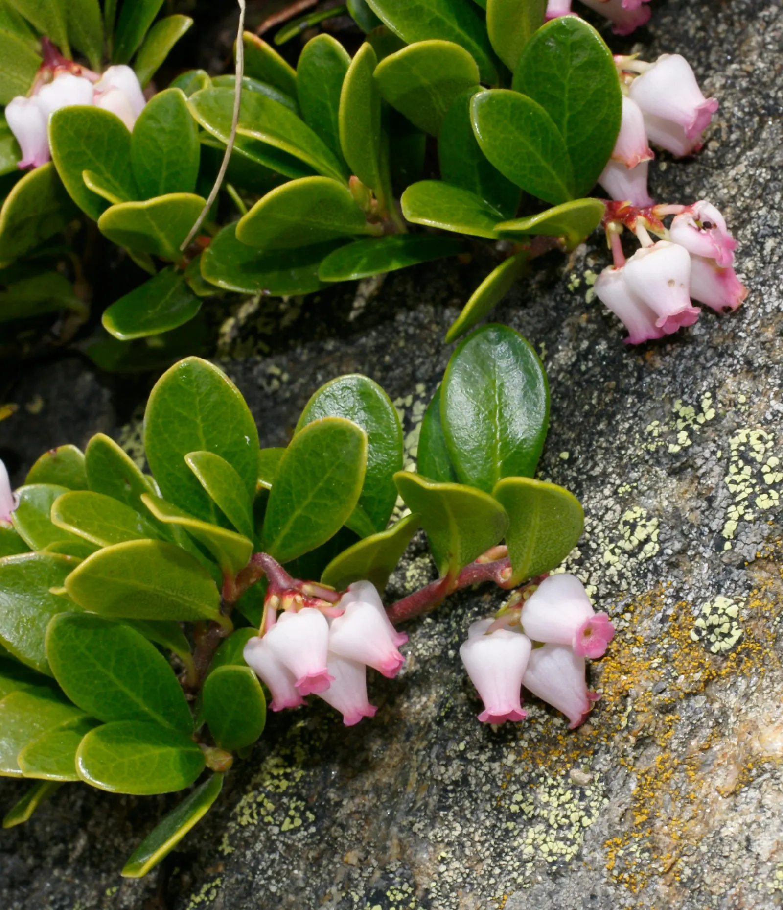 Pinemat Manzanita (Arctostaphylos Nevadensis) — which are not only visually appealing but also attract a variety of pollinators; pink and white flowers in the